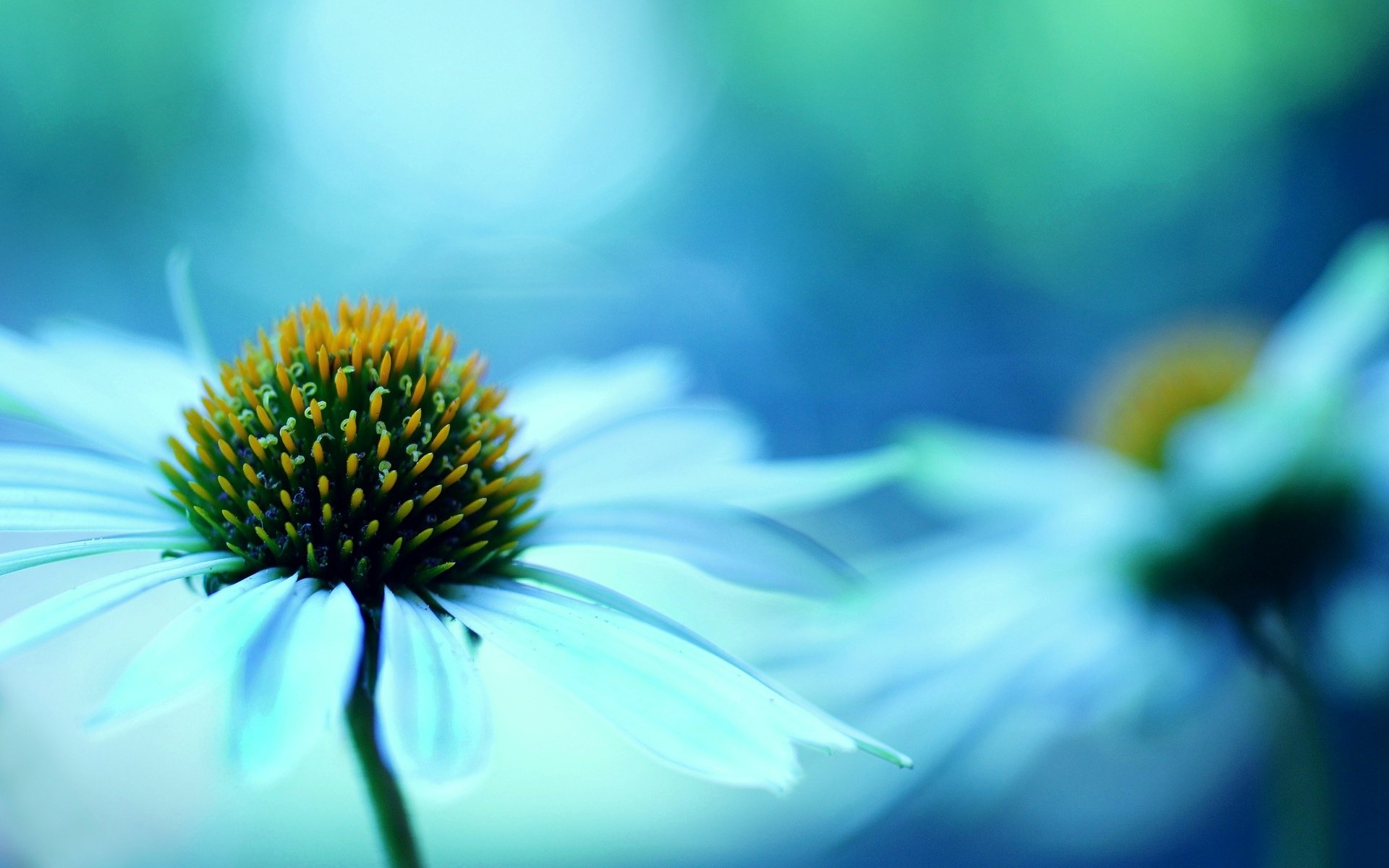 fleurs fleur fleur macro bleu flou arrière-plan papier peint écran large plein écran écran large écran large