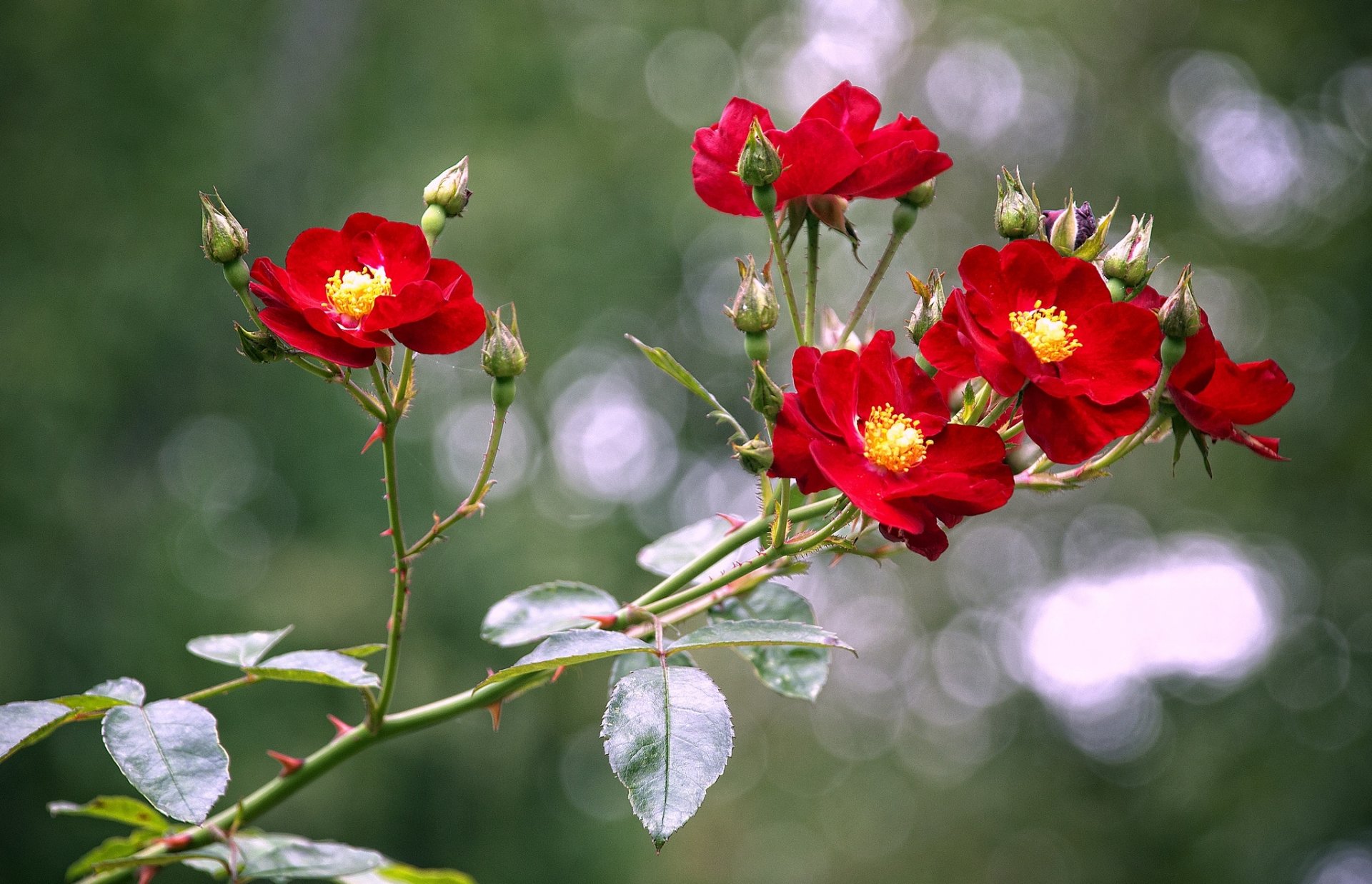 roses branch bud