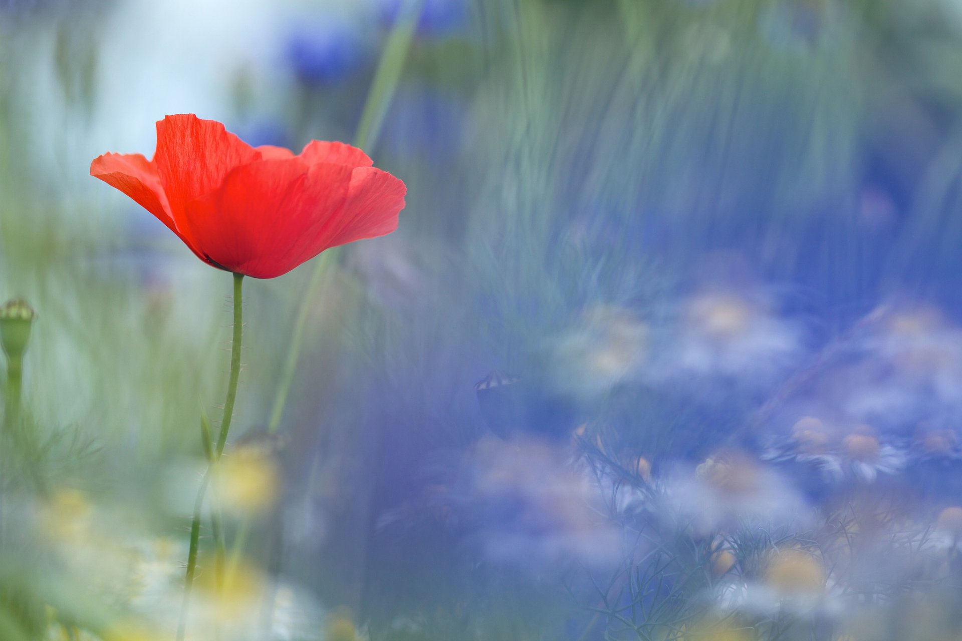 mohn rot unschärfe hintergrund