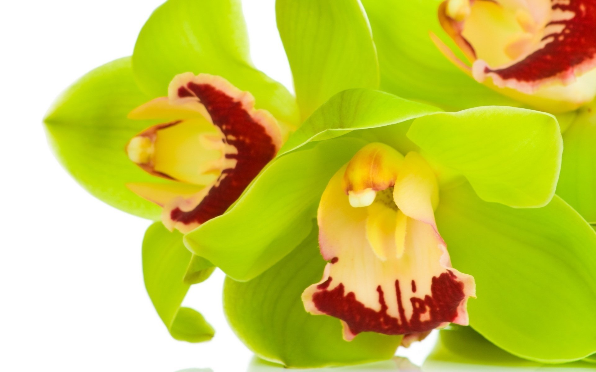 orchid cymbidium light green close up flower