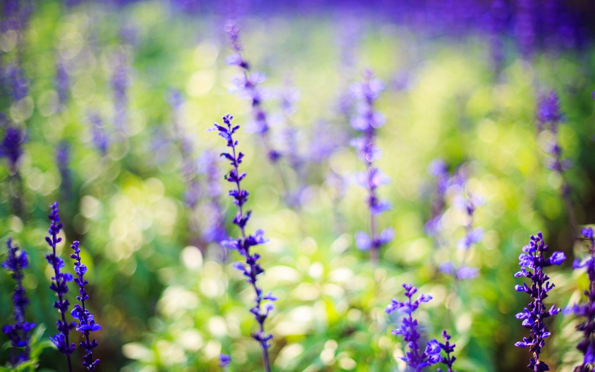 nature fleurs lilas lavande