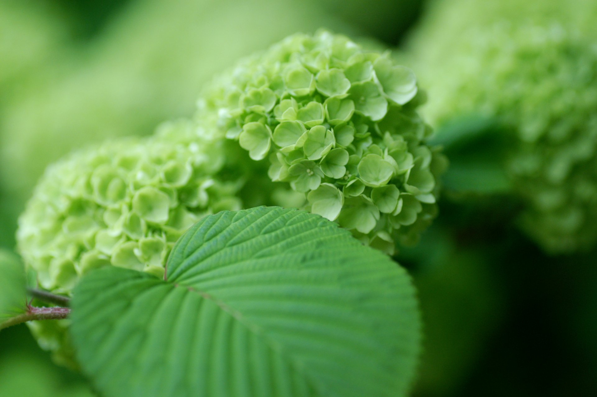 ortensia verde foglie cespuglio