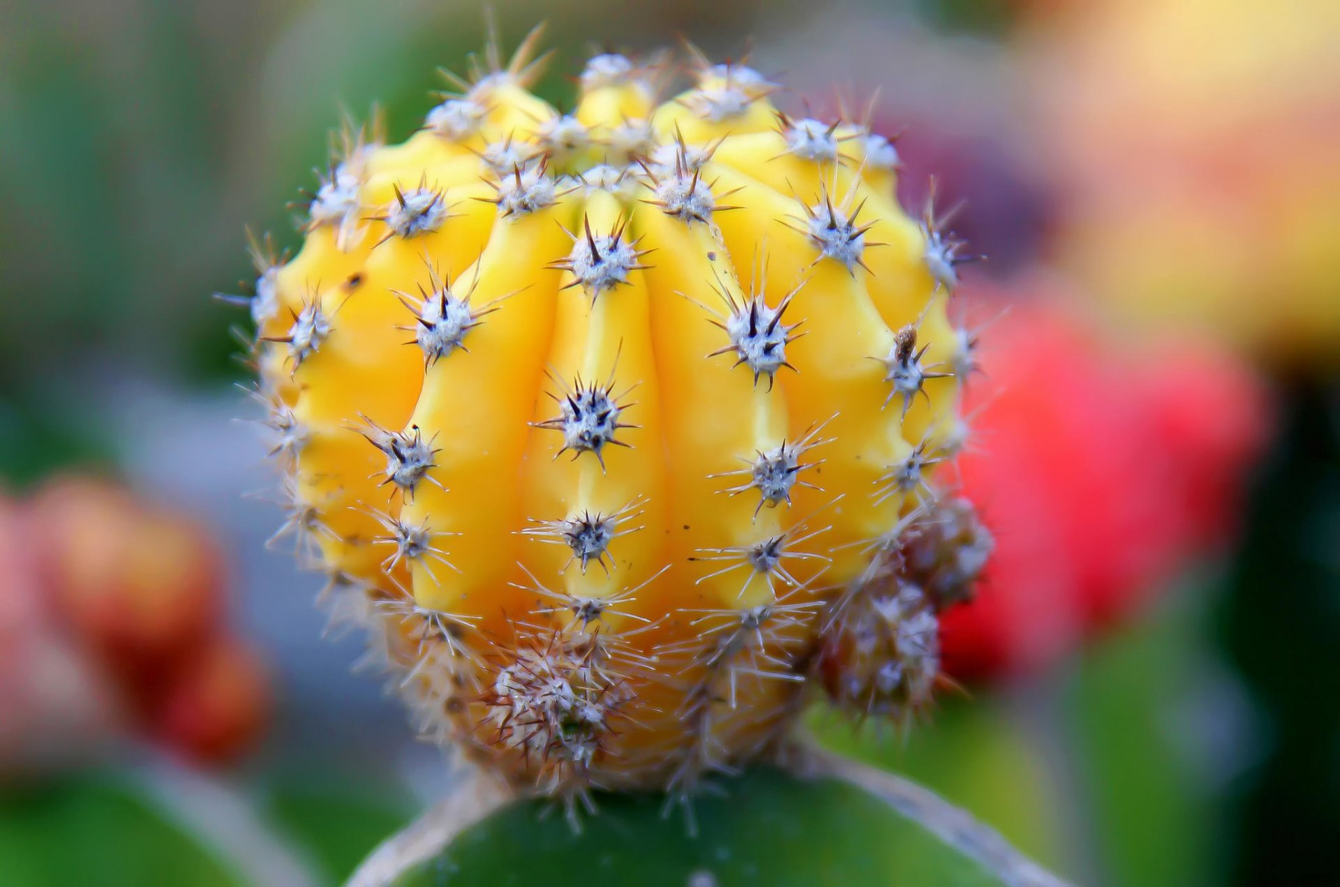 cactus agujas