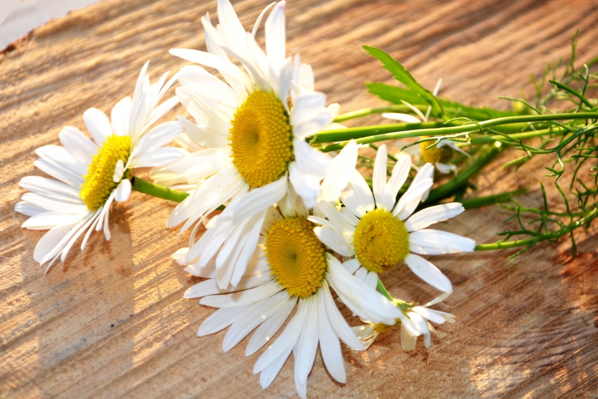 blumen blume kamille gänseblümchen weiß gelb blume hintergrund tapete widescreen vollbild widescreen widescreen