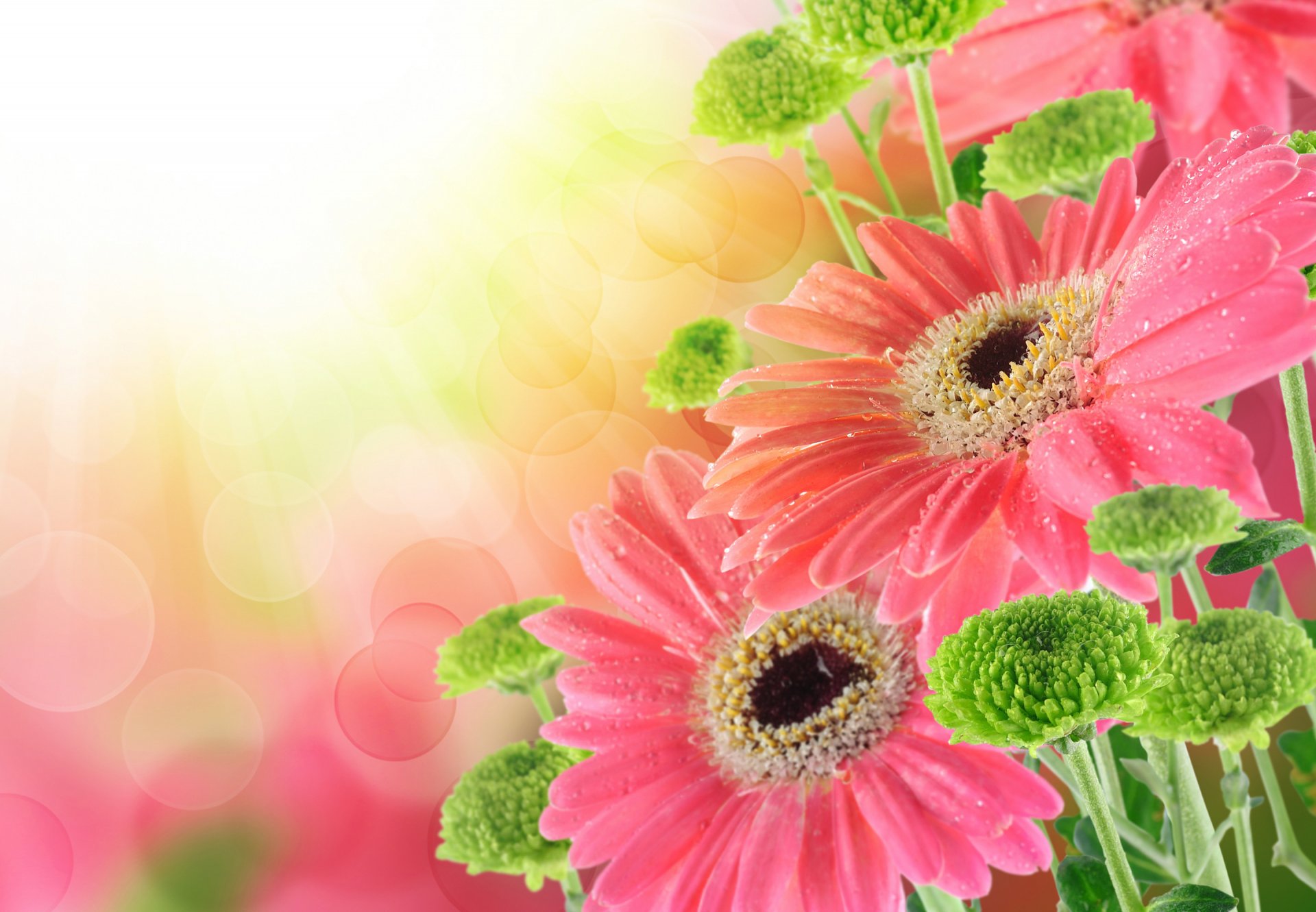 bouquet gerberas drops gerbera