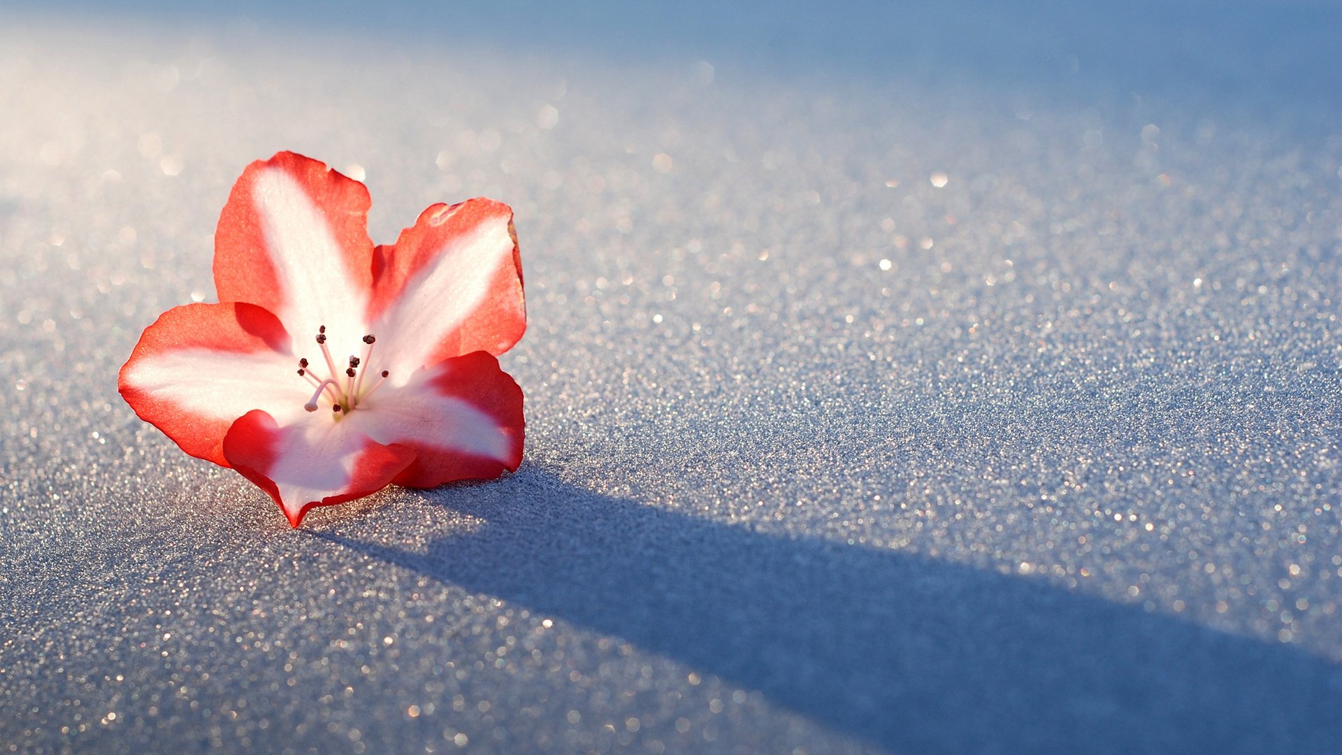 fiore azalea neve luce ombra