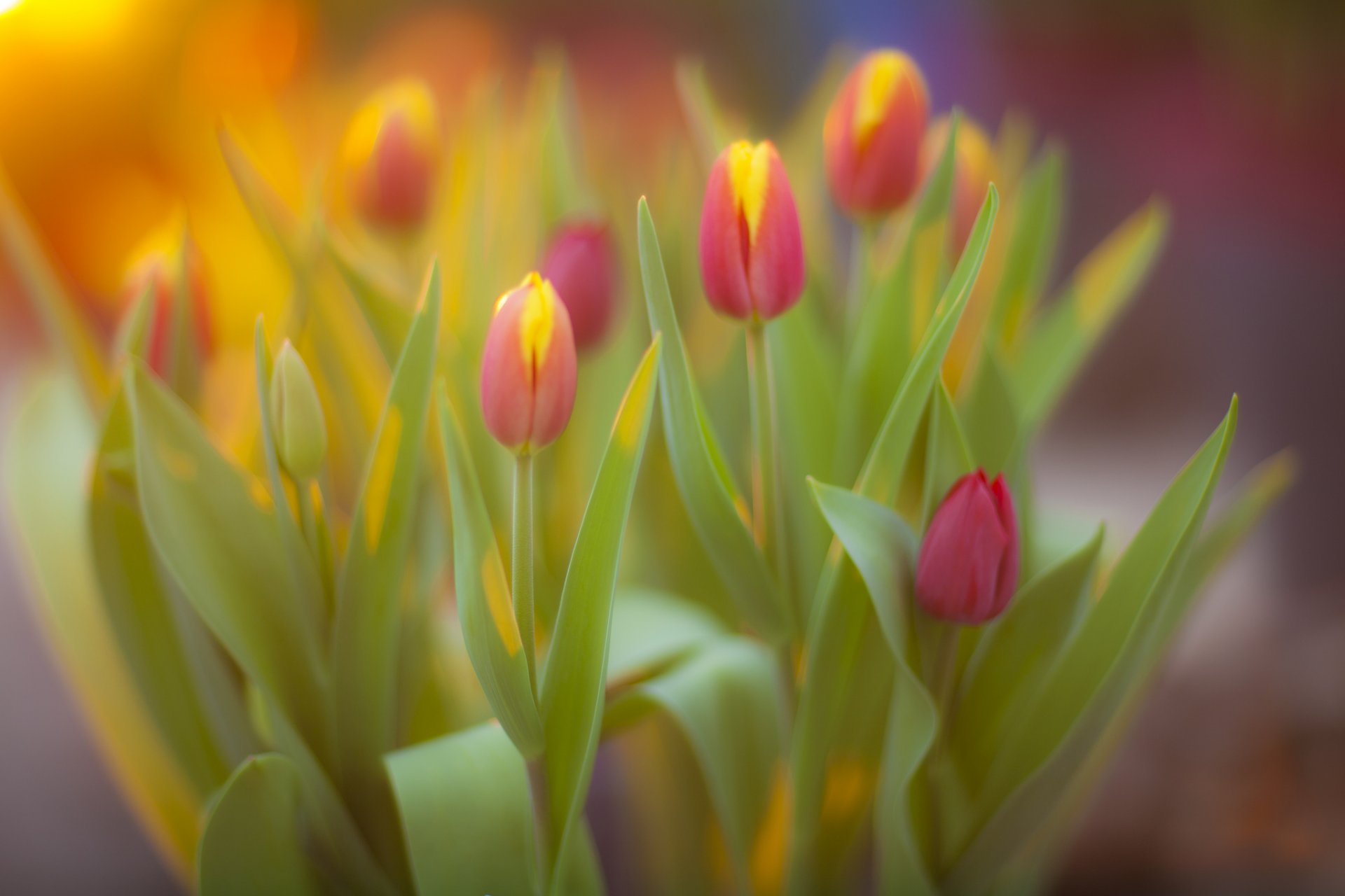 fleurs tulipes bouquet printemps jaune-rose