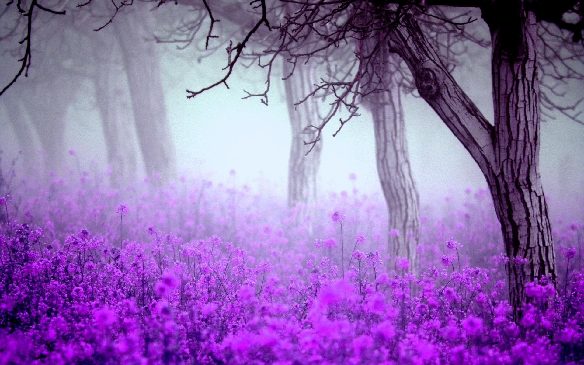 flores niebla árboles primavera