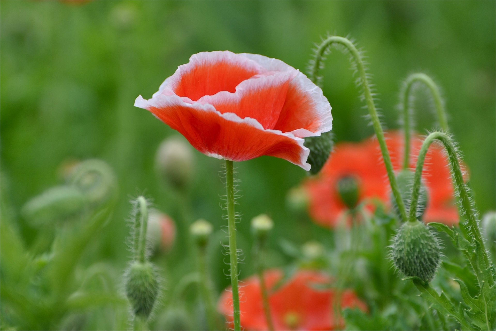 mohn knospen wiese