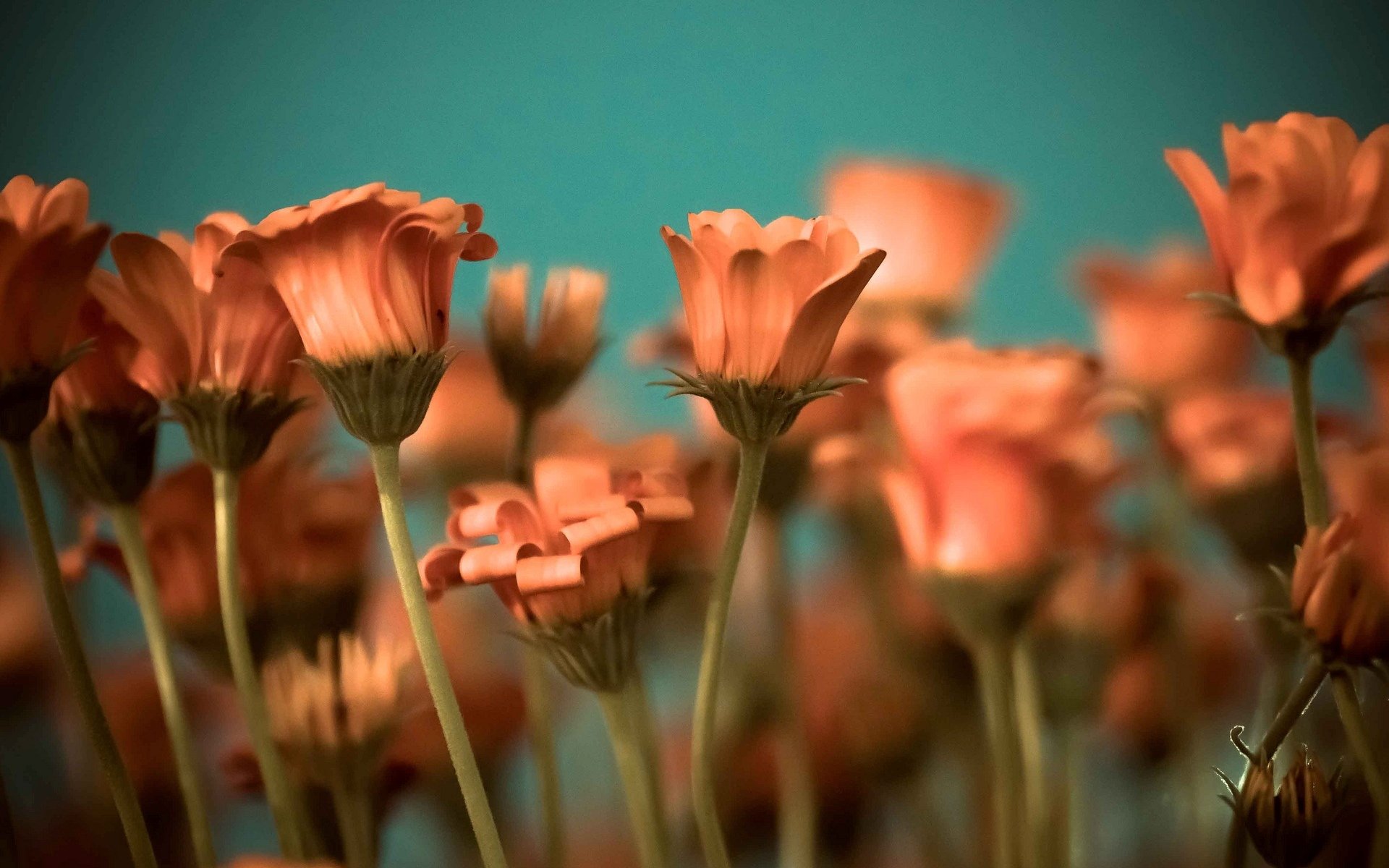 blumen blümchen orange stiel hintergrund tapete widescreen vollbild widescreen widescreen