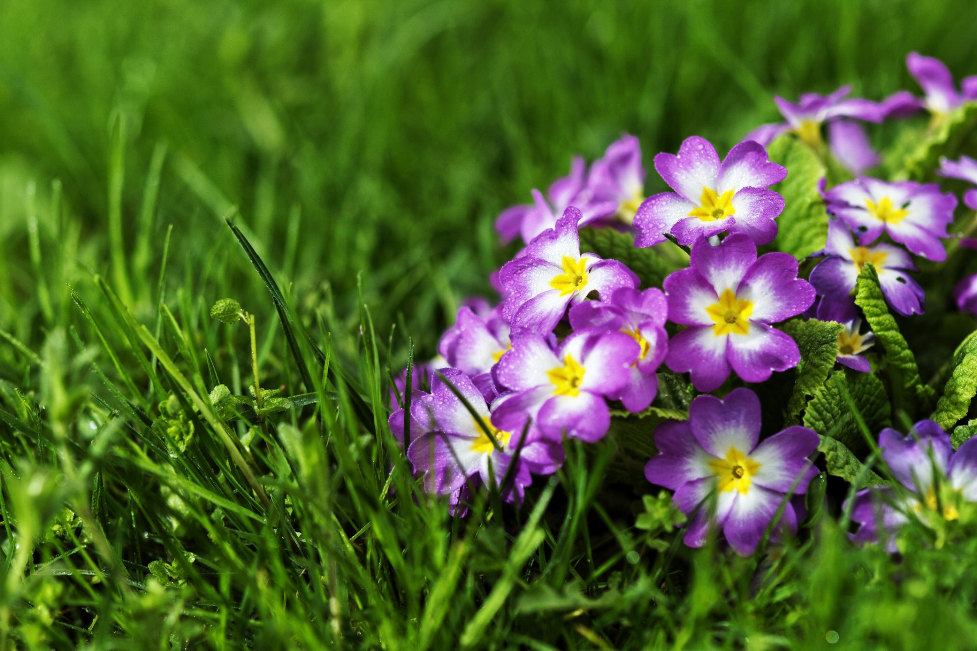 primevère primevère herbe