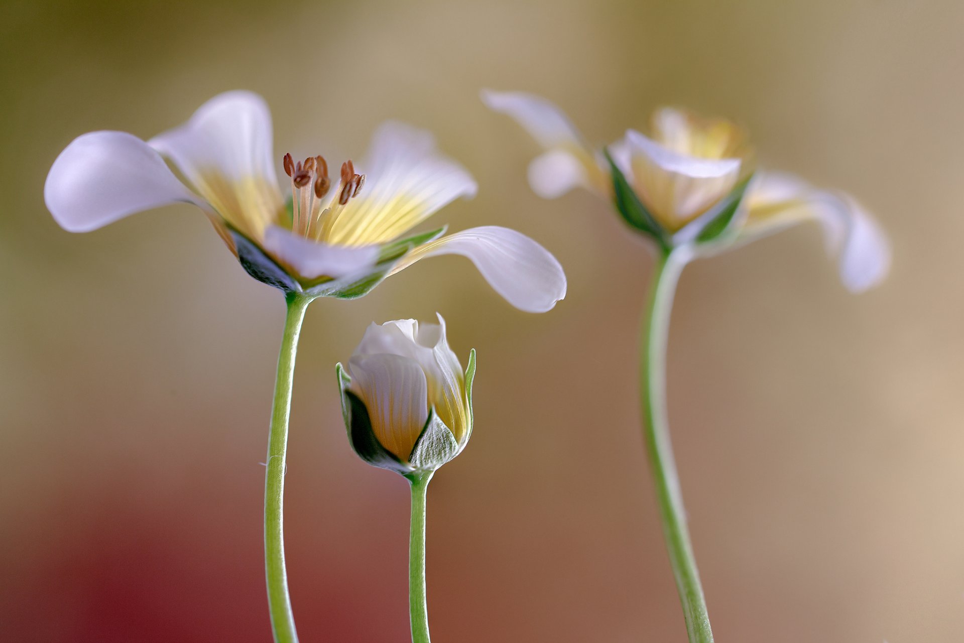 flores blanco brote fondo