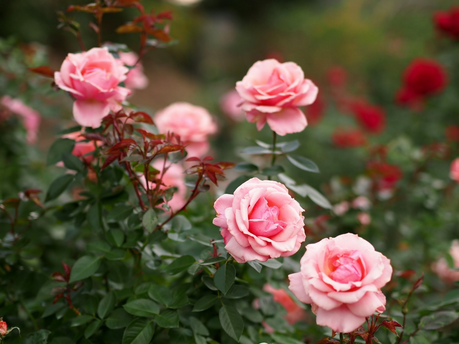 roses buissons bourgeons