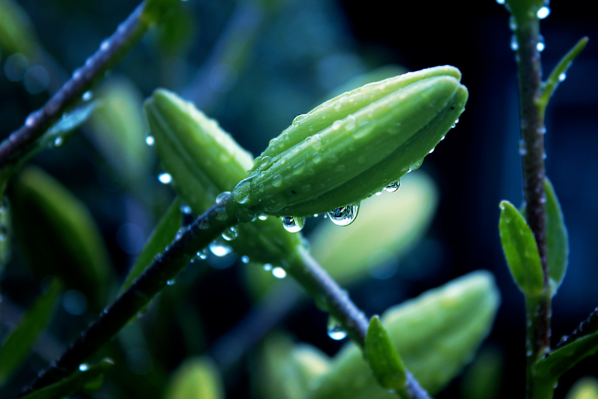 flores hermoso rocío lluvia