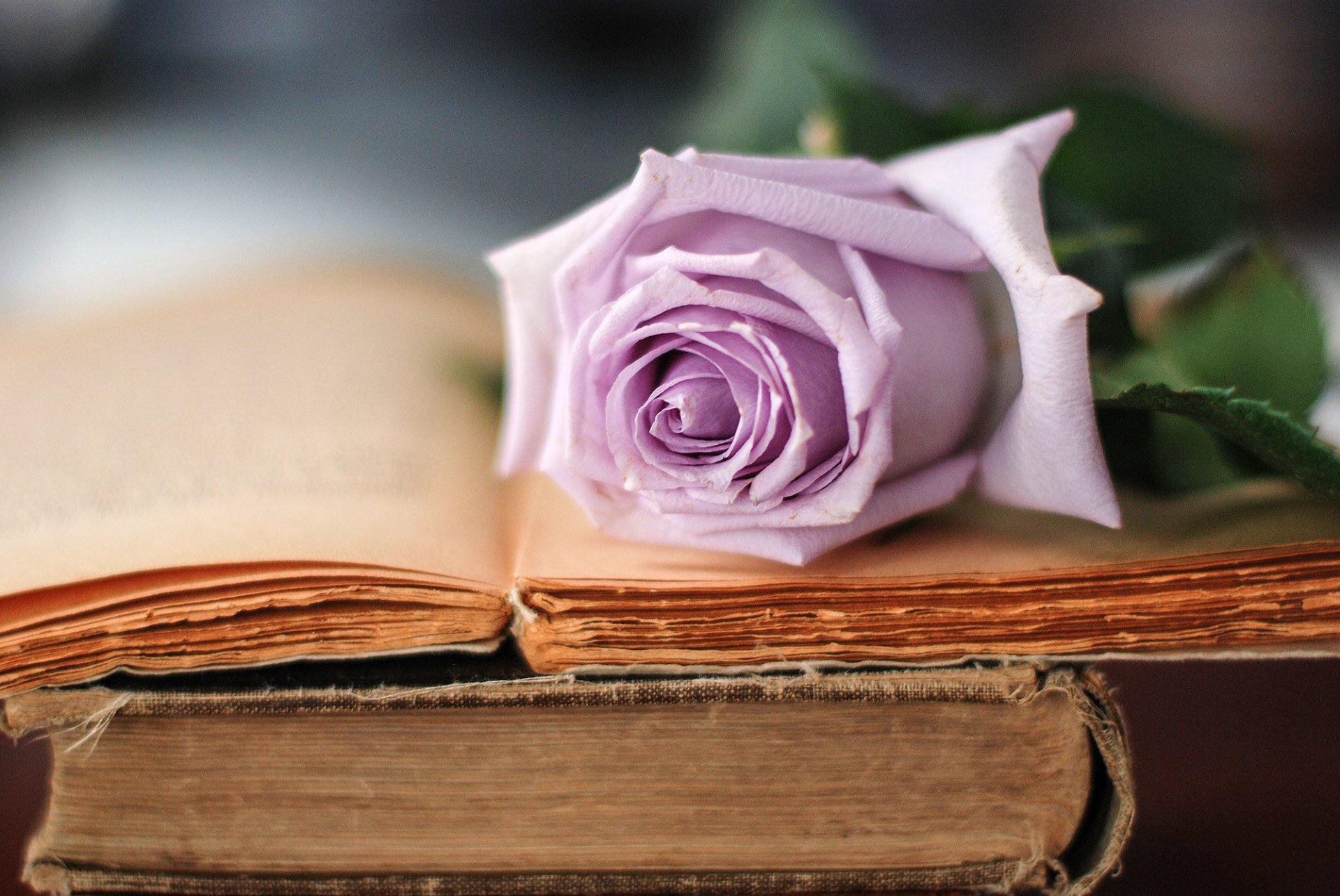 rose flower purple petals books the old