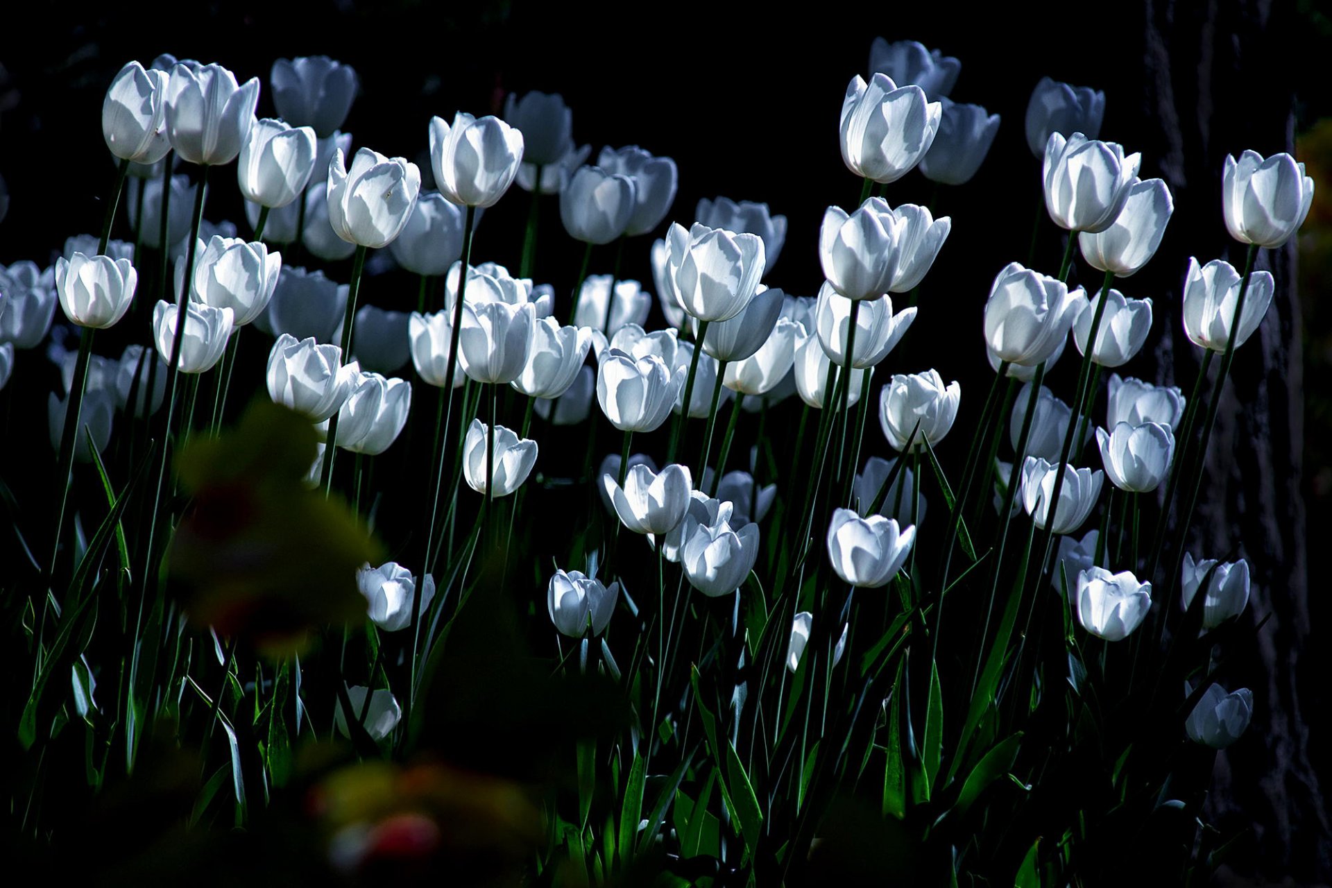 tulipanes blanco iluminación