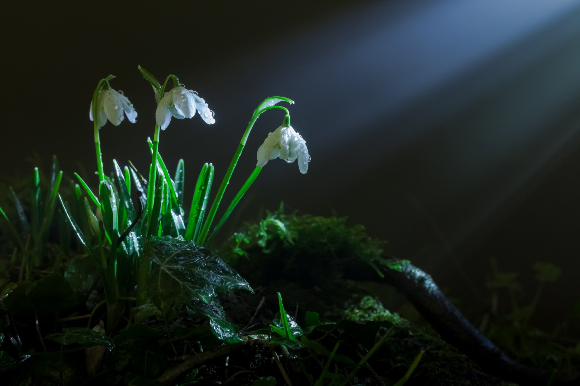 printemps herbe mousse fleurs perce-neige rayons lumière