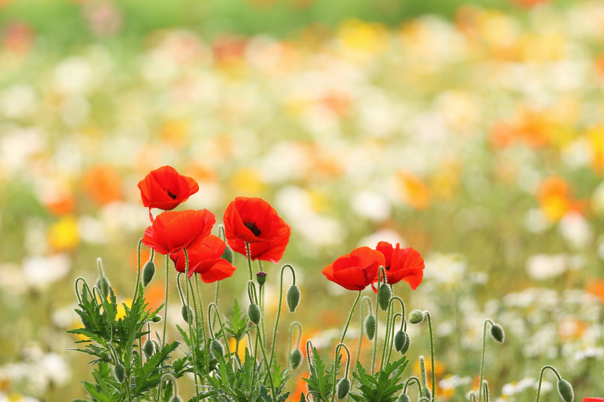 feld mohn rot knospen