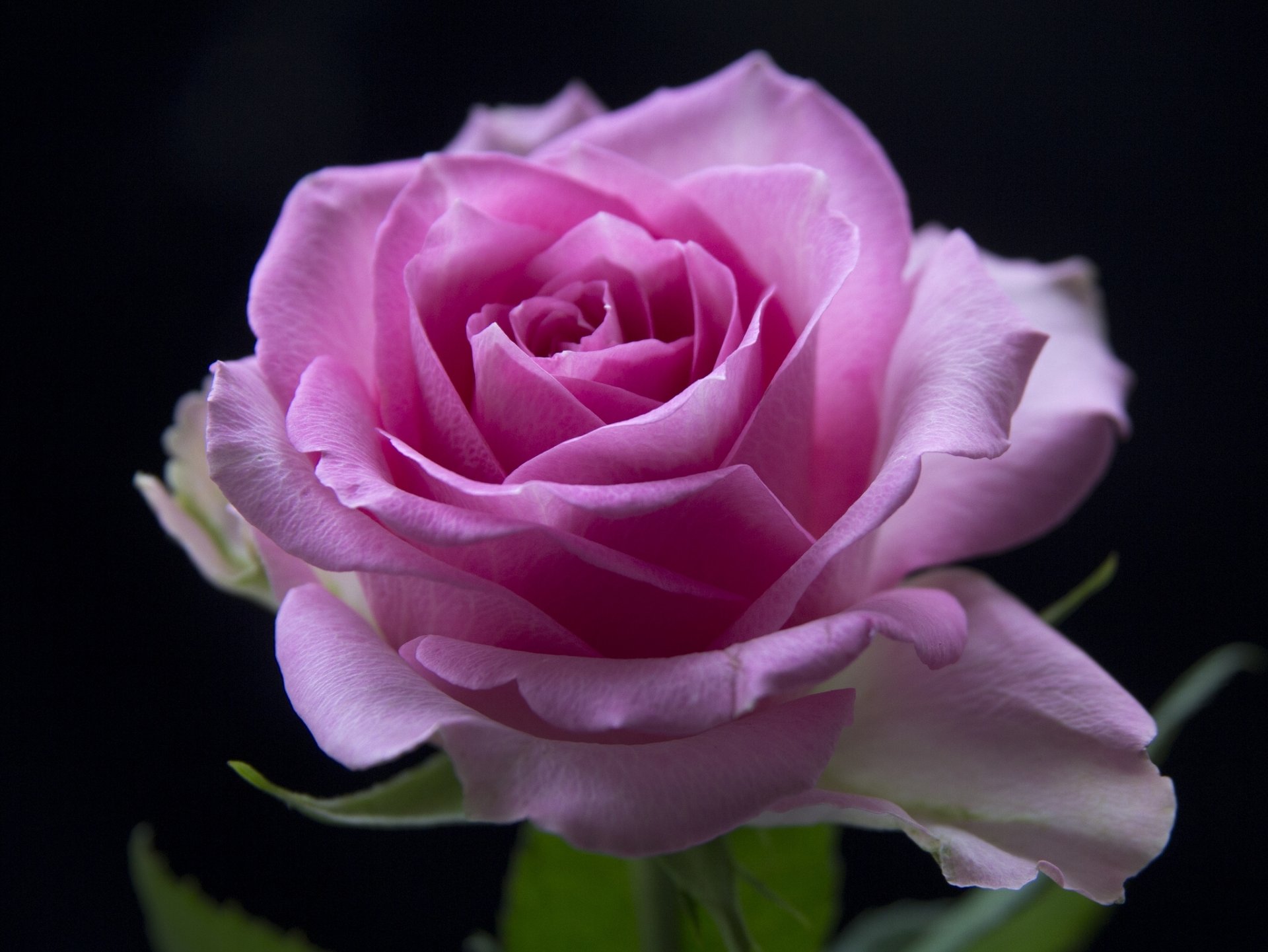 rose bud close up