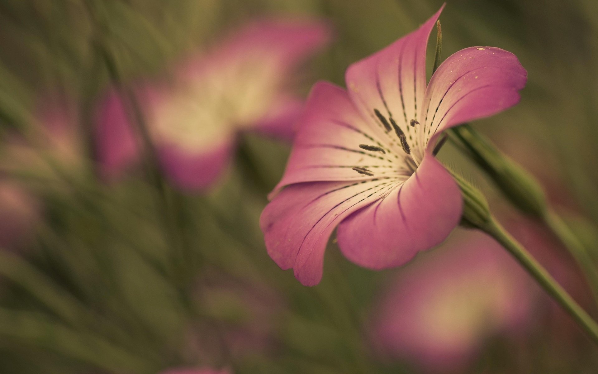 flowers flower flower pink petal stem blur background wallpaper widescreen fullscreen widescreen widescreen