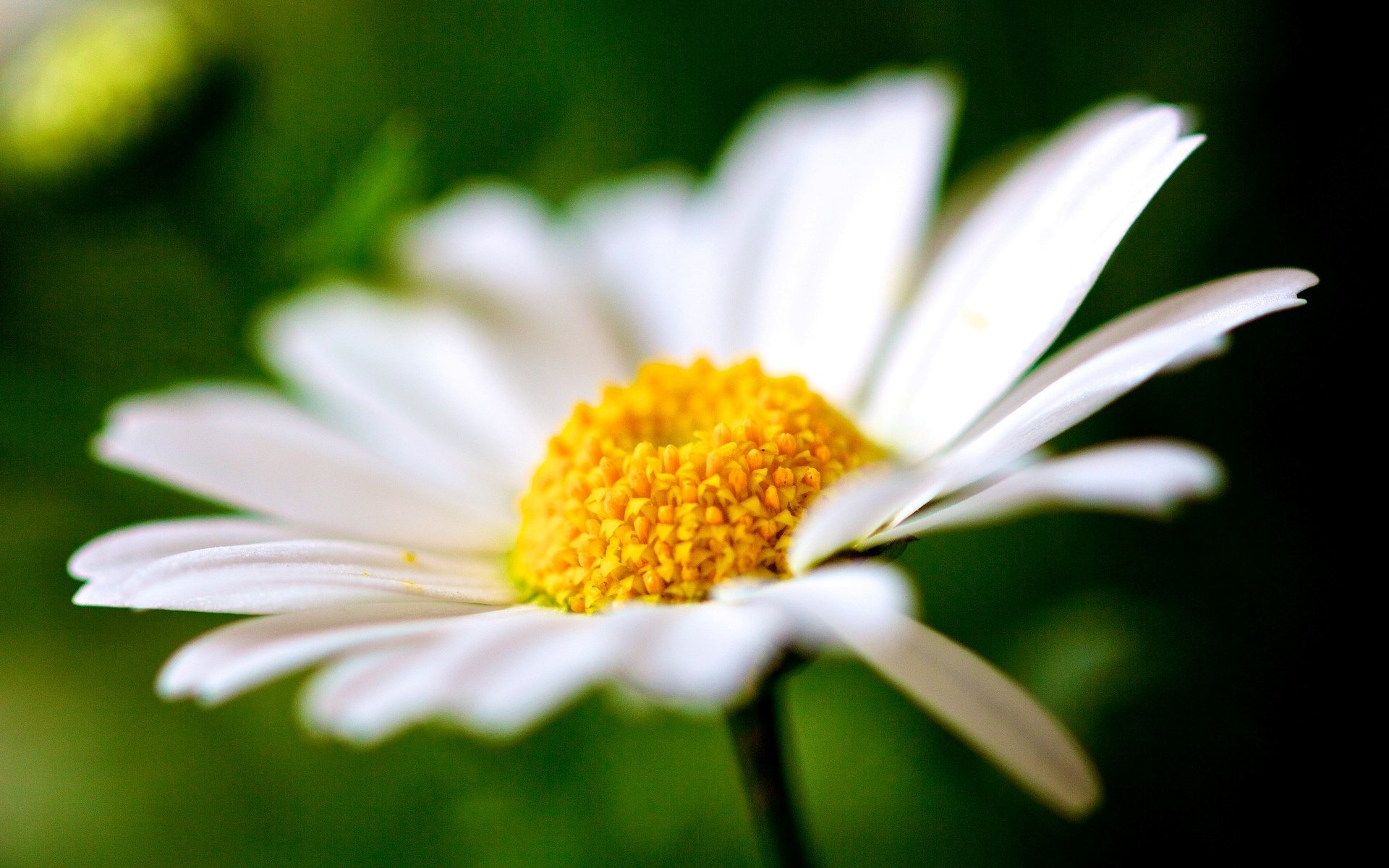 flowers flowers chamomile petals macro blur macro flower background wallpaper widescreen fullscreen widescreen