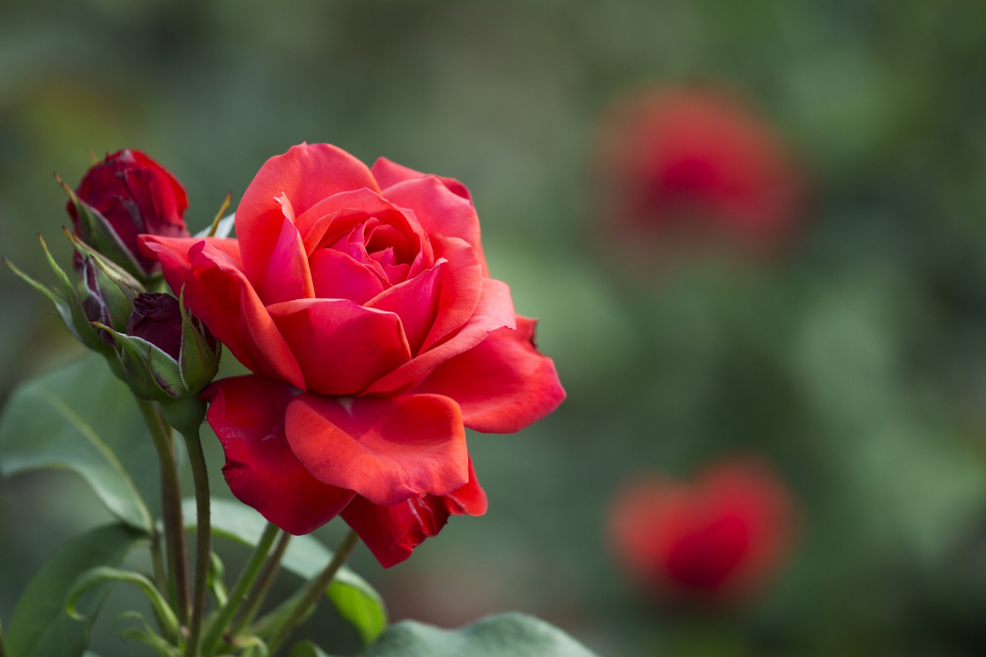 rose rouge bourgeons feuilles