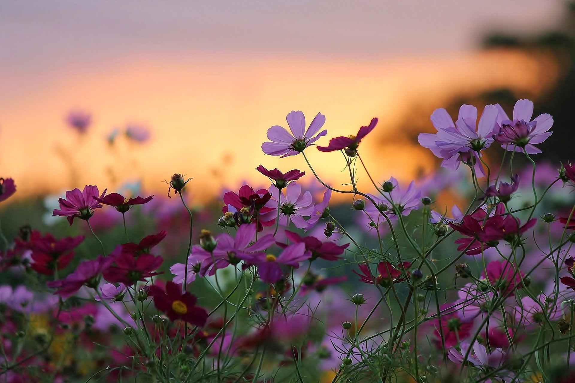 blumen natur sonnenuntergang schönheit hintergrund tapete widescreen vollbild widescreen widescreen