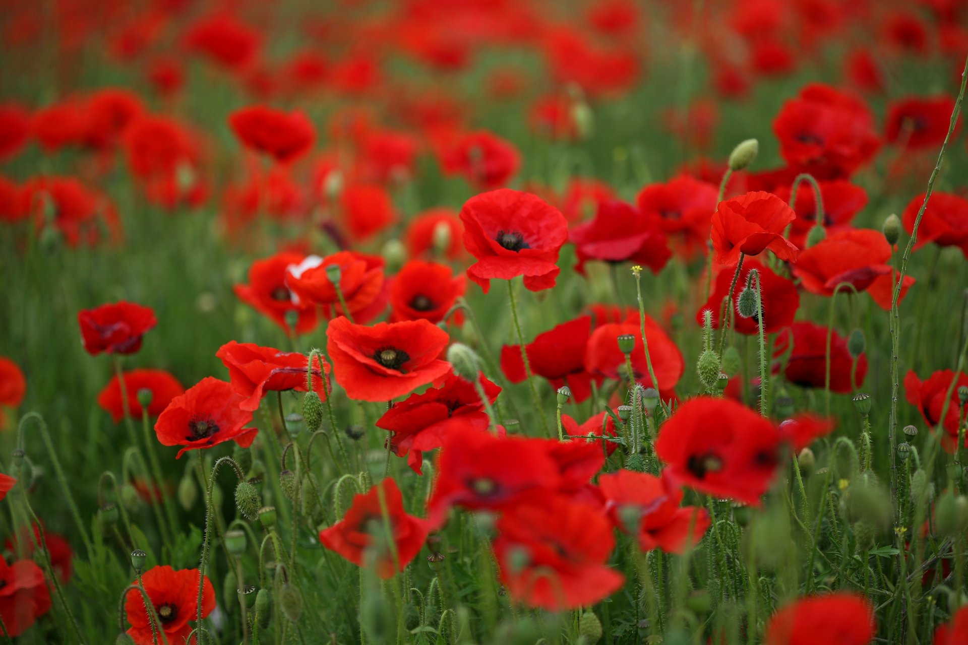 amapolas rojo pétalos flores tallos hierba verde campo verano cálido macro naturaleza