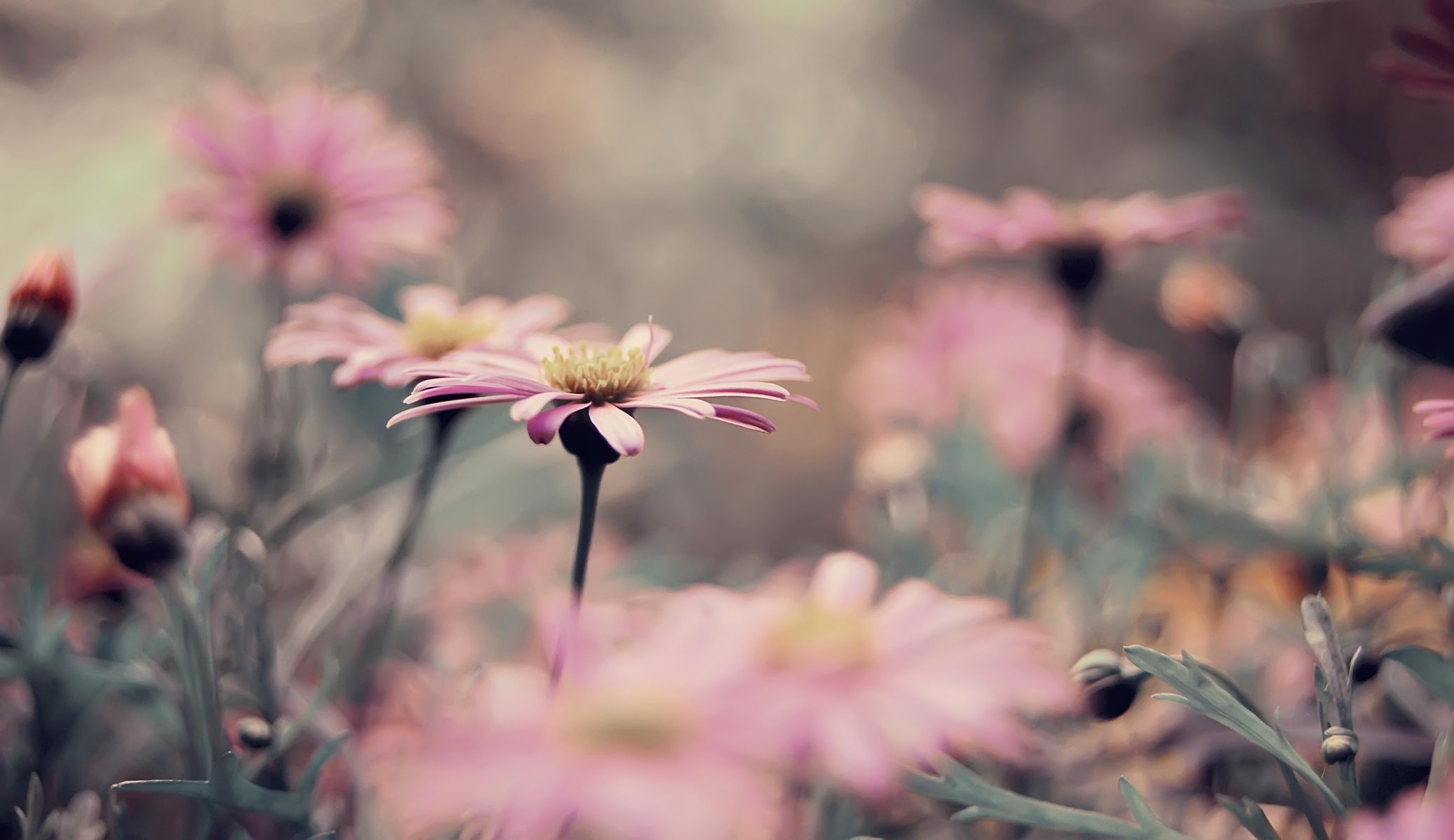 bed many chrysanthemum pink