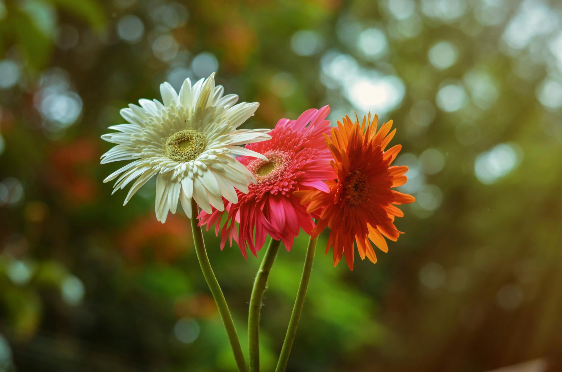 gerbera biały czerwony pomarańczowy