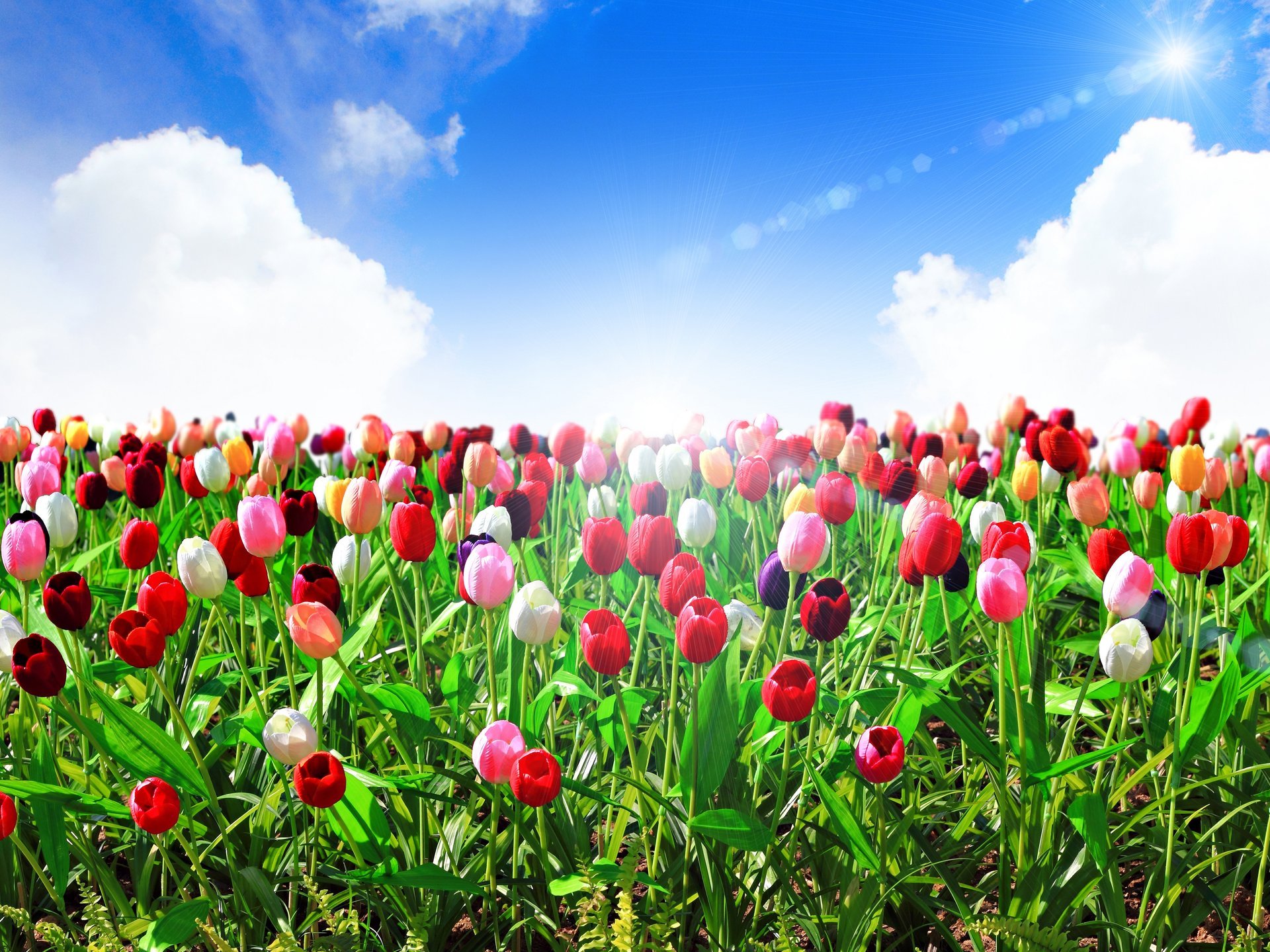 fleurs tulipes été ciel bleu nuages soleil rayons nature