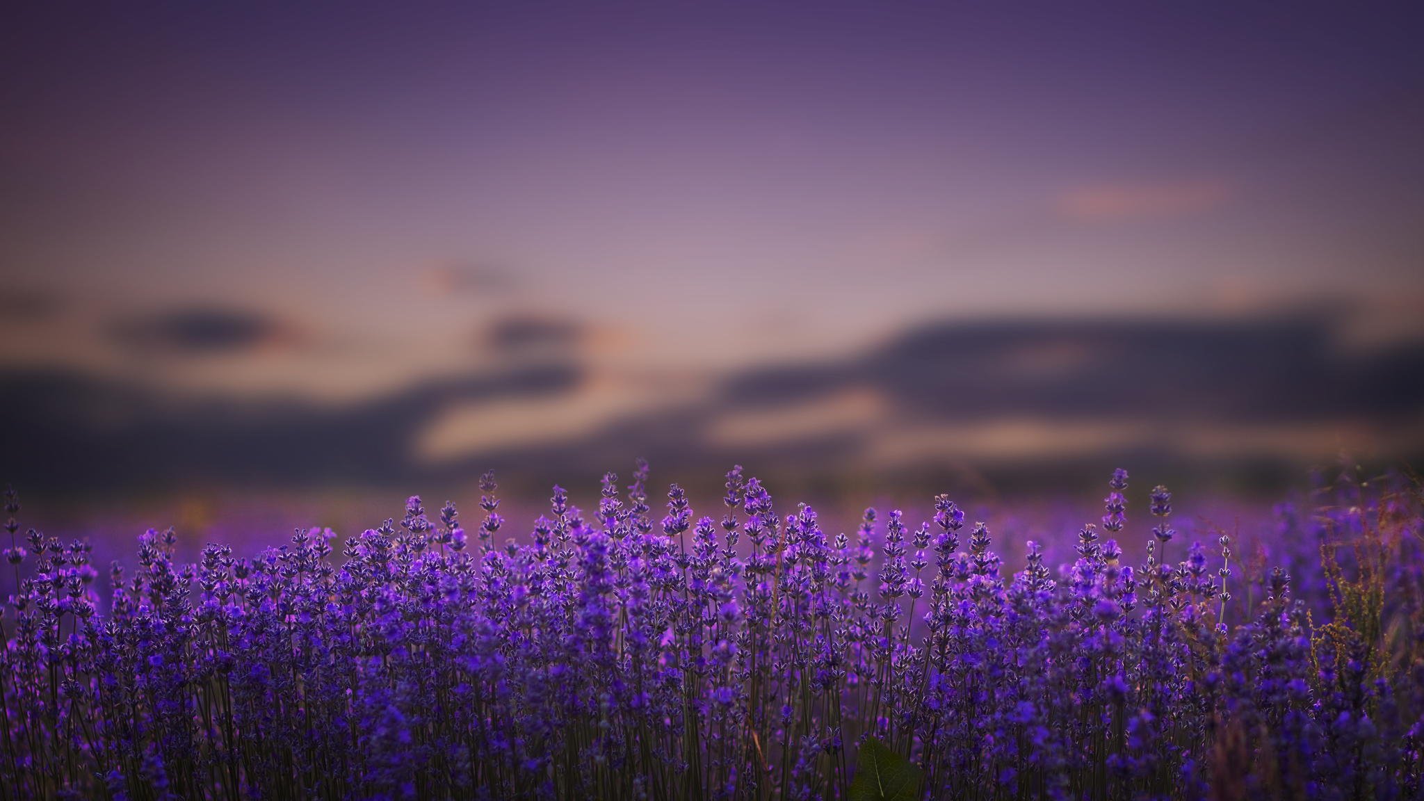 lavanda flores lila naturaleza