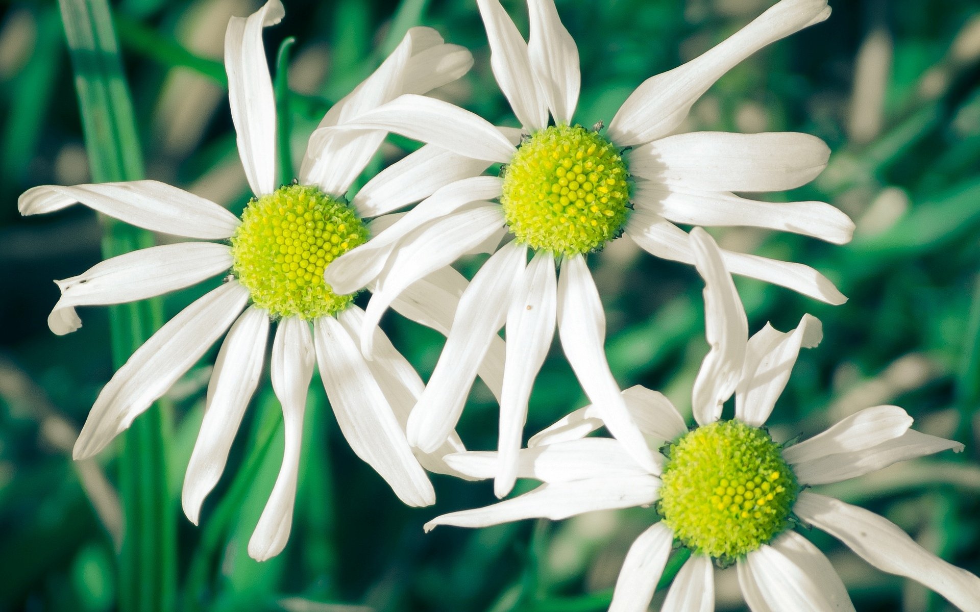 flower flowers chamomile white petals green background wallpaper widescreen full screen hd wallpapers fullscreen