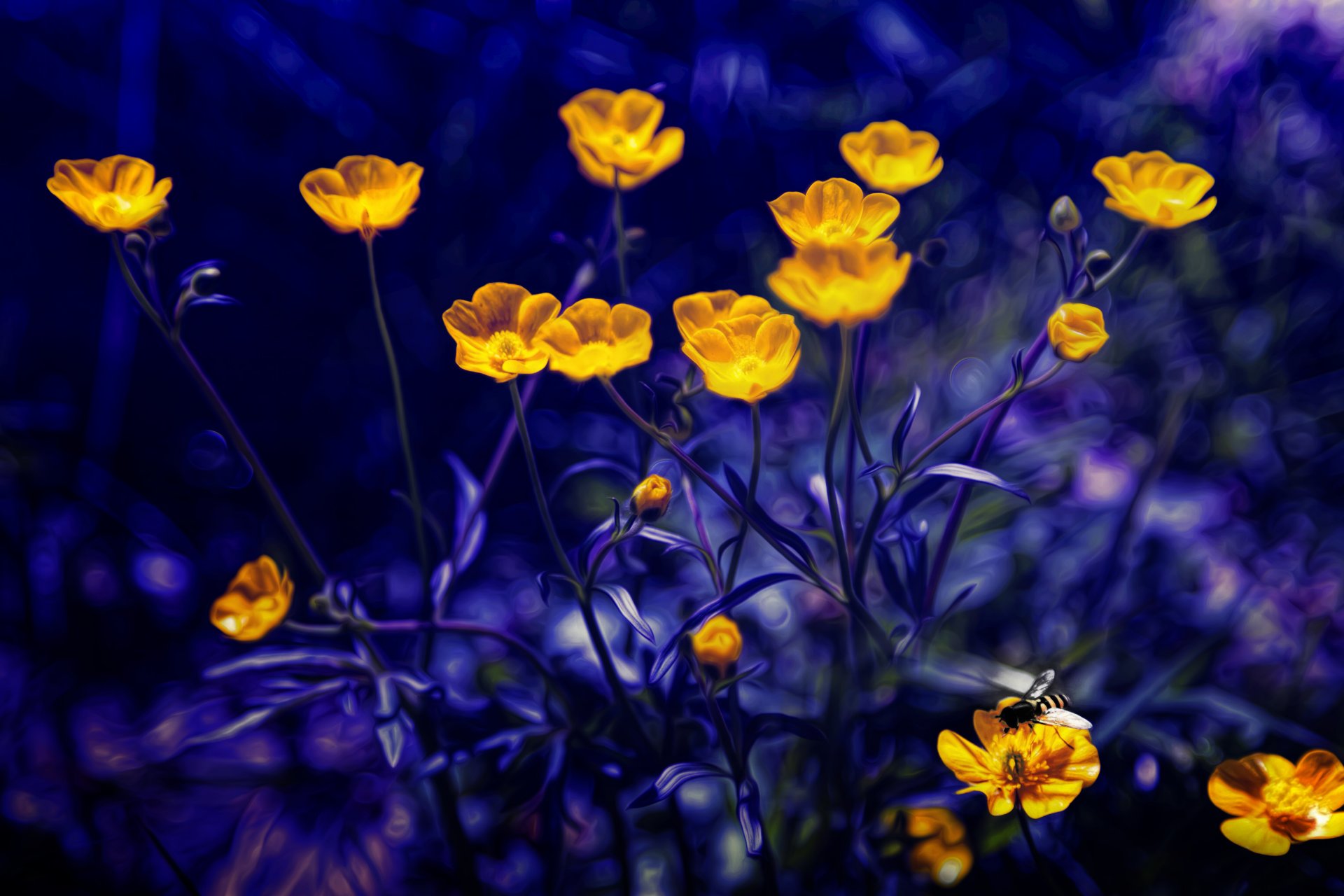 leuchtende butterblumen butterblumen verarbeitung