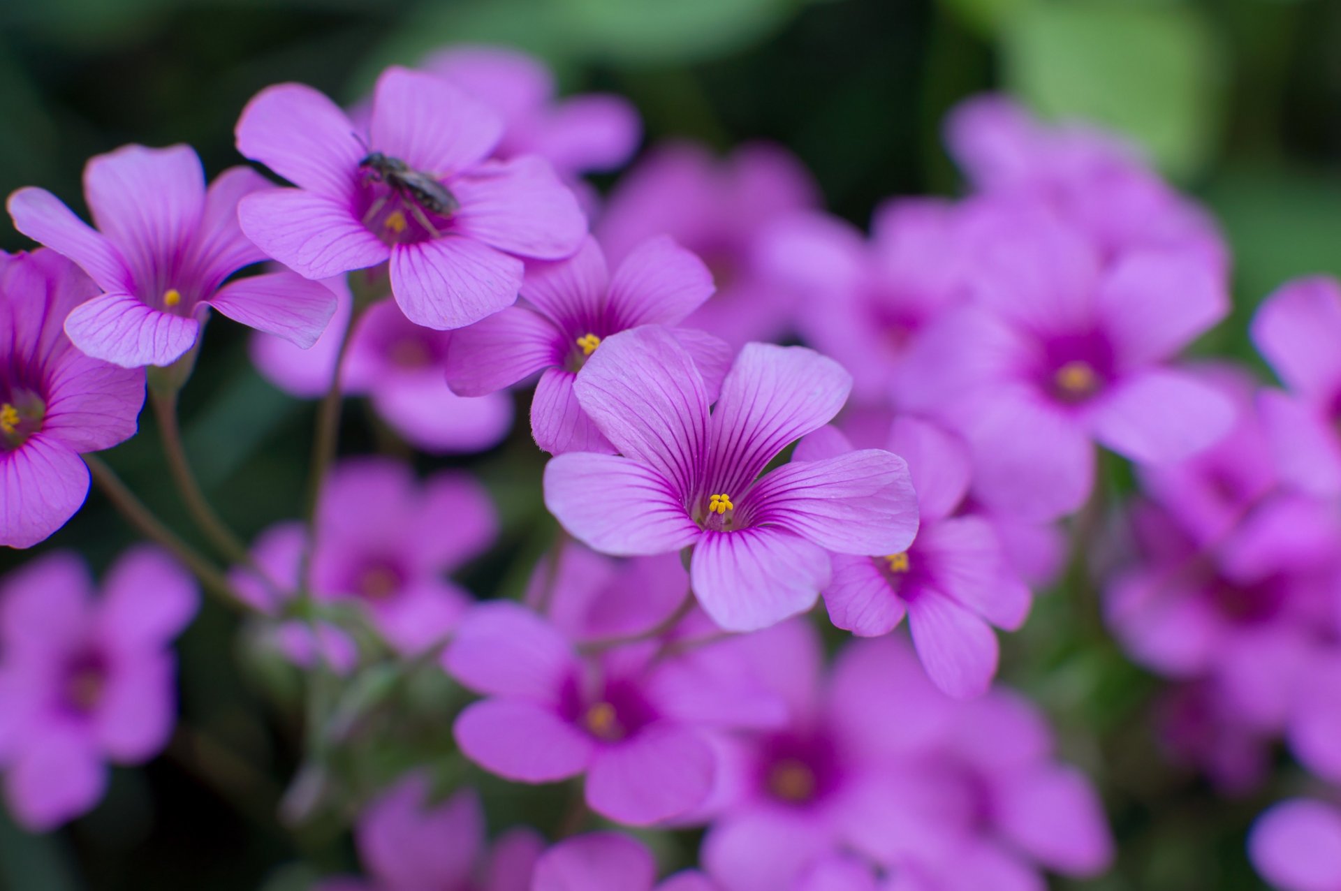 oxalis flower purple petals insect close up focus blur