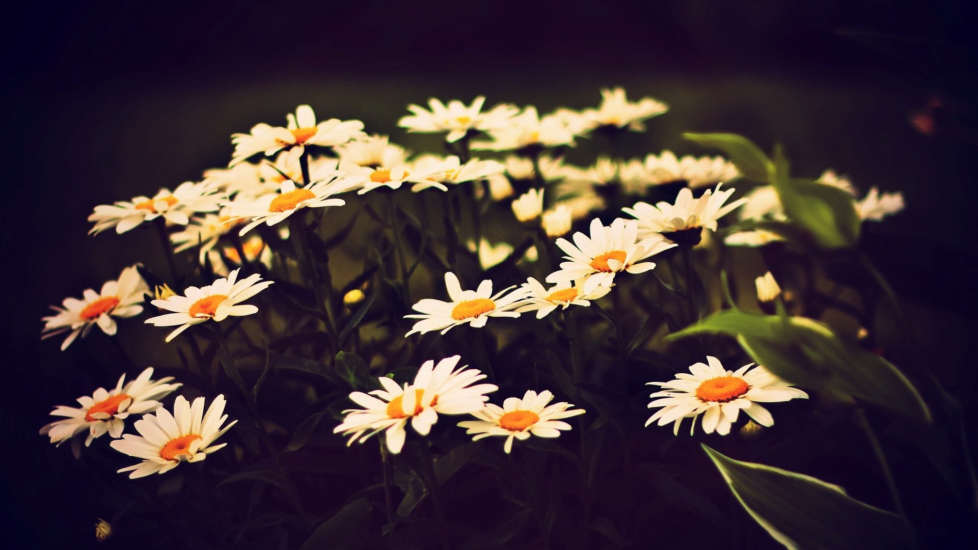 fleurs fleurs fleur marguerites camomille blanc jaune feuilles fond papier peint écran large plein écran écran large écran large