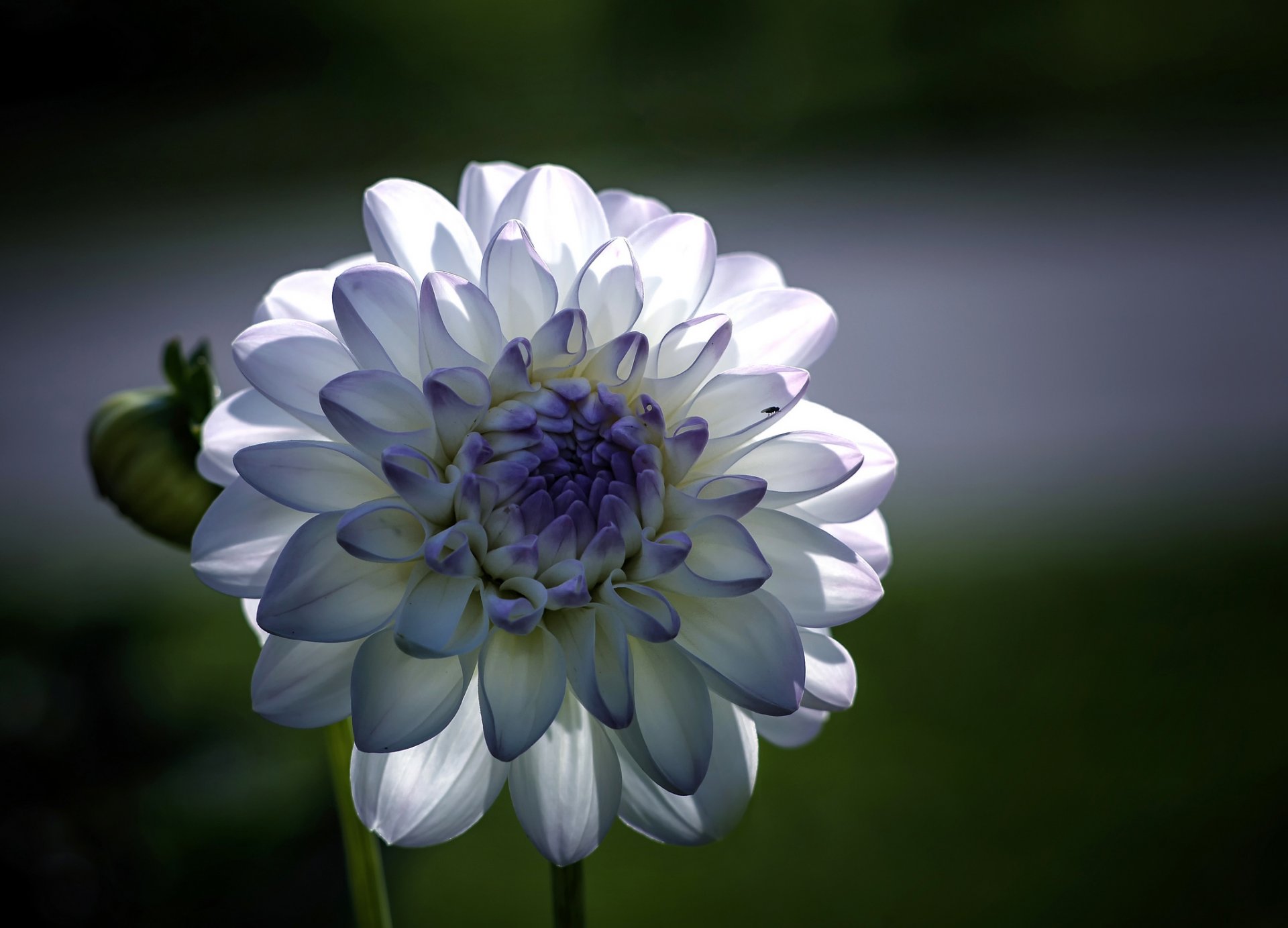 flor dalia blanco azul pétalos macro enfoque