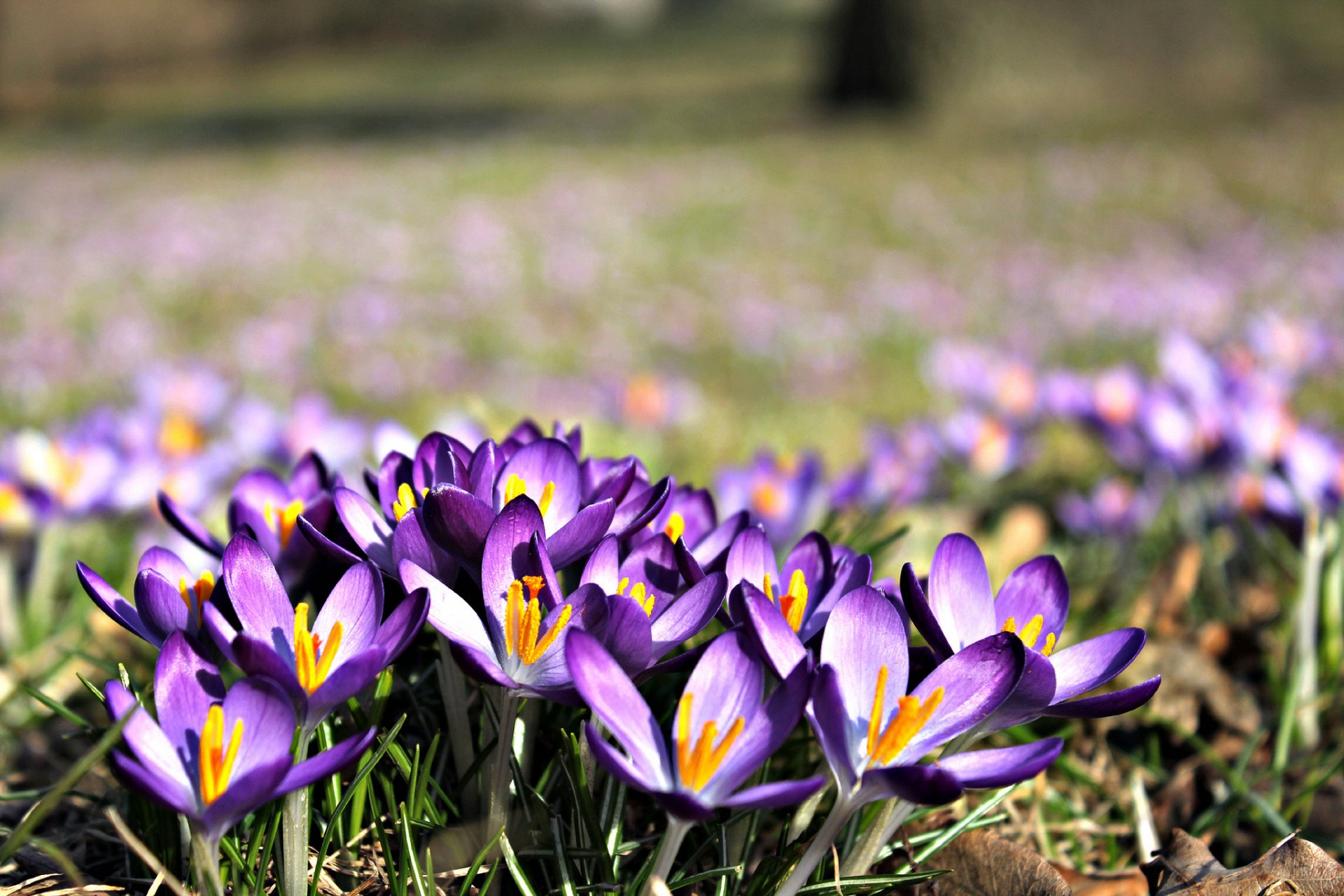 crochi fiori viola erba campo natura primavera