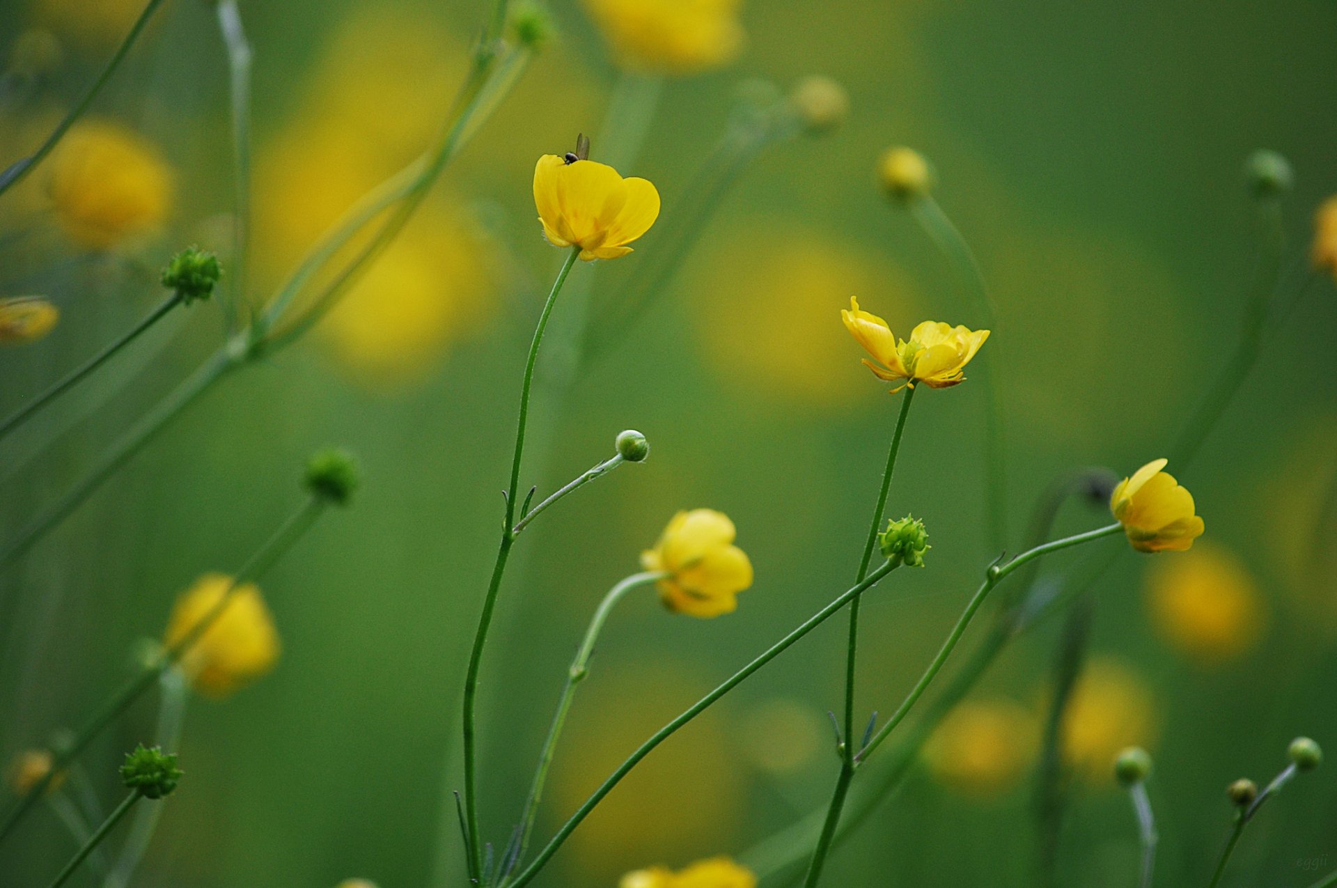 fiori giallo sfondo sfocatura