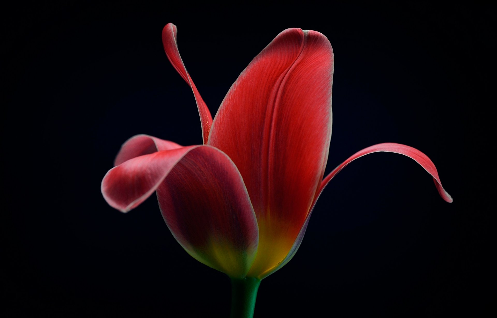 tulpe hintergrund makro