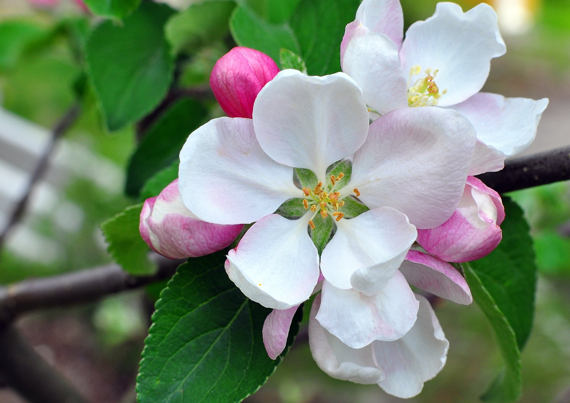 pommier bourgeons pétales floraison branche gros plan