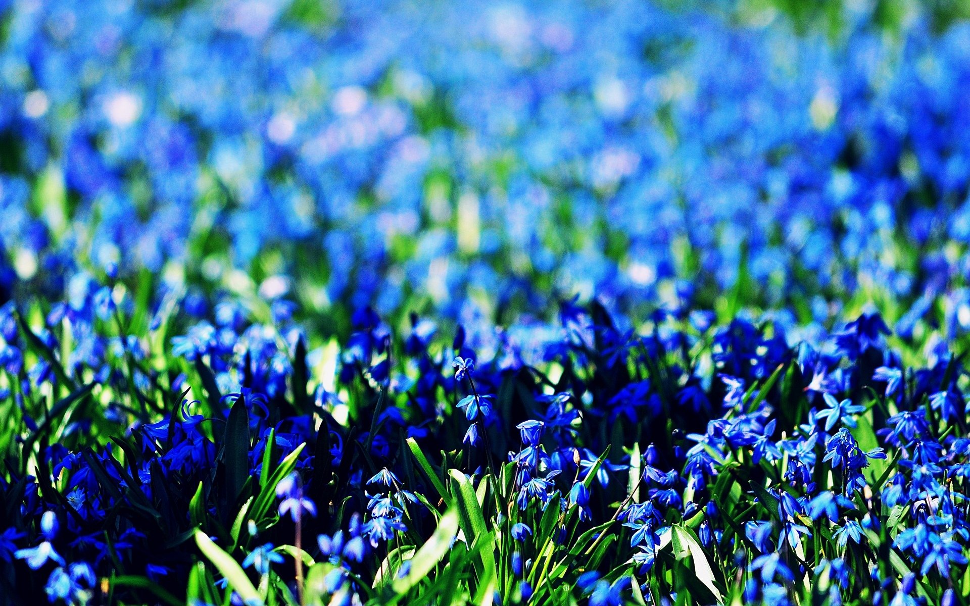 blumen blümchen blau blau feld hintergrund blau tapete widescreen vollbild widescreen widescreen