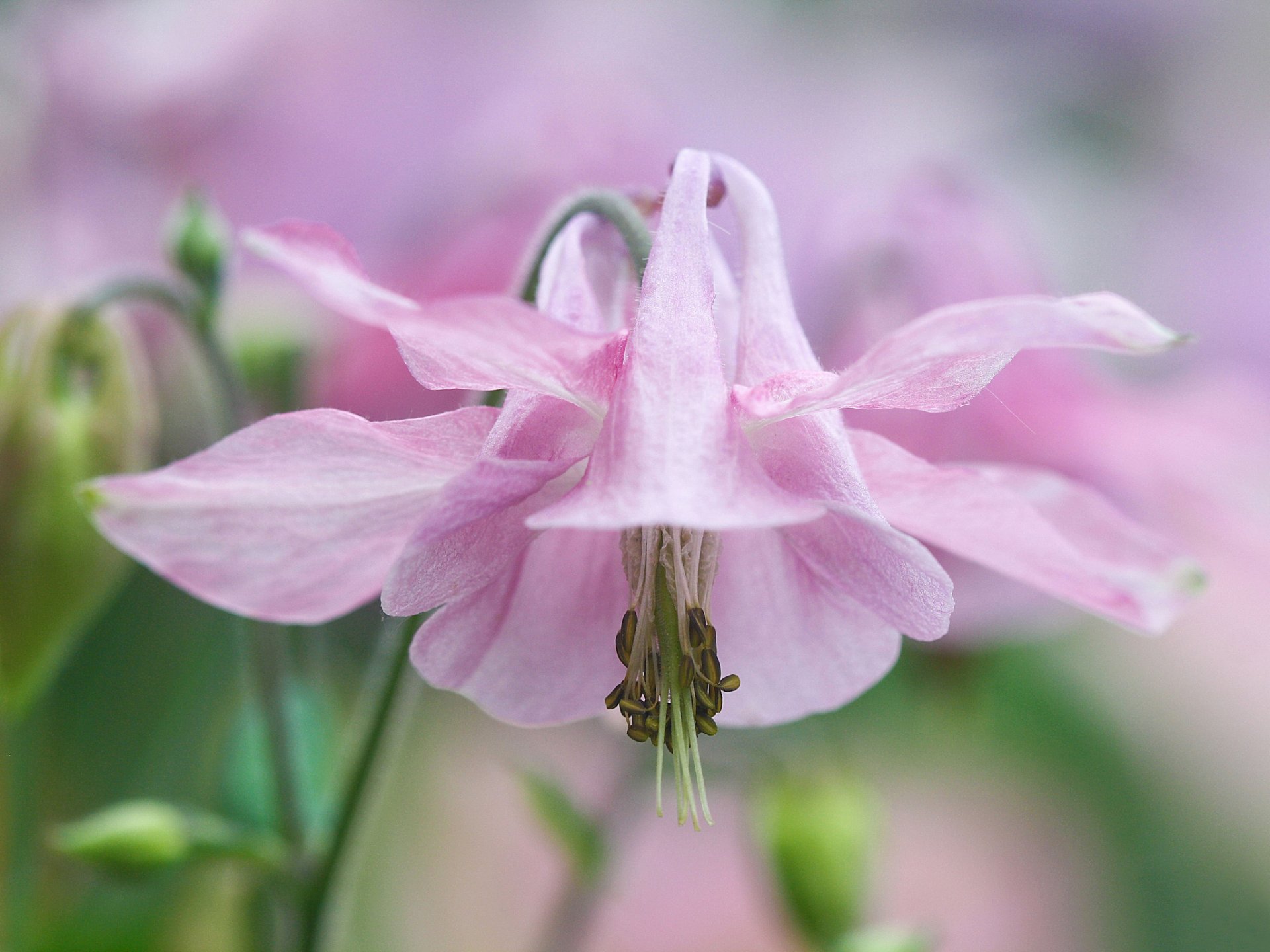 fiore rosa delicato aquilegia orlik bacino idrografico