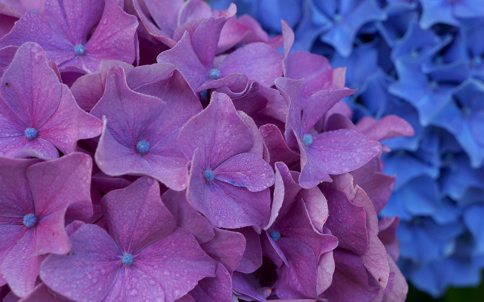 fleurs hortensia inflorescence violet