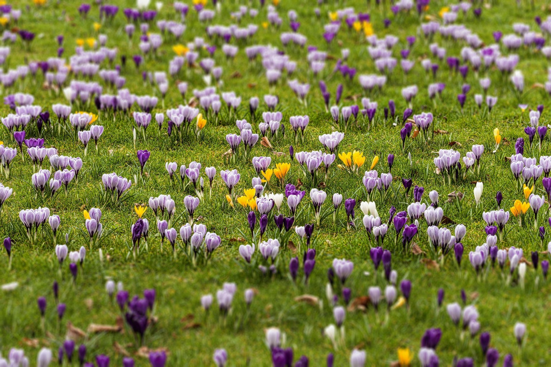 feld krokusse frühling