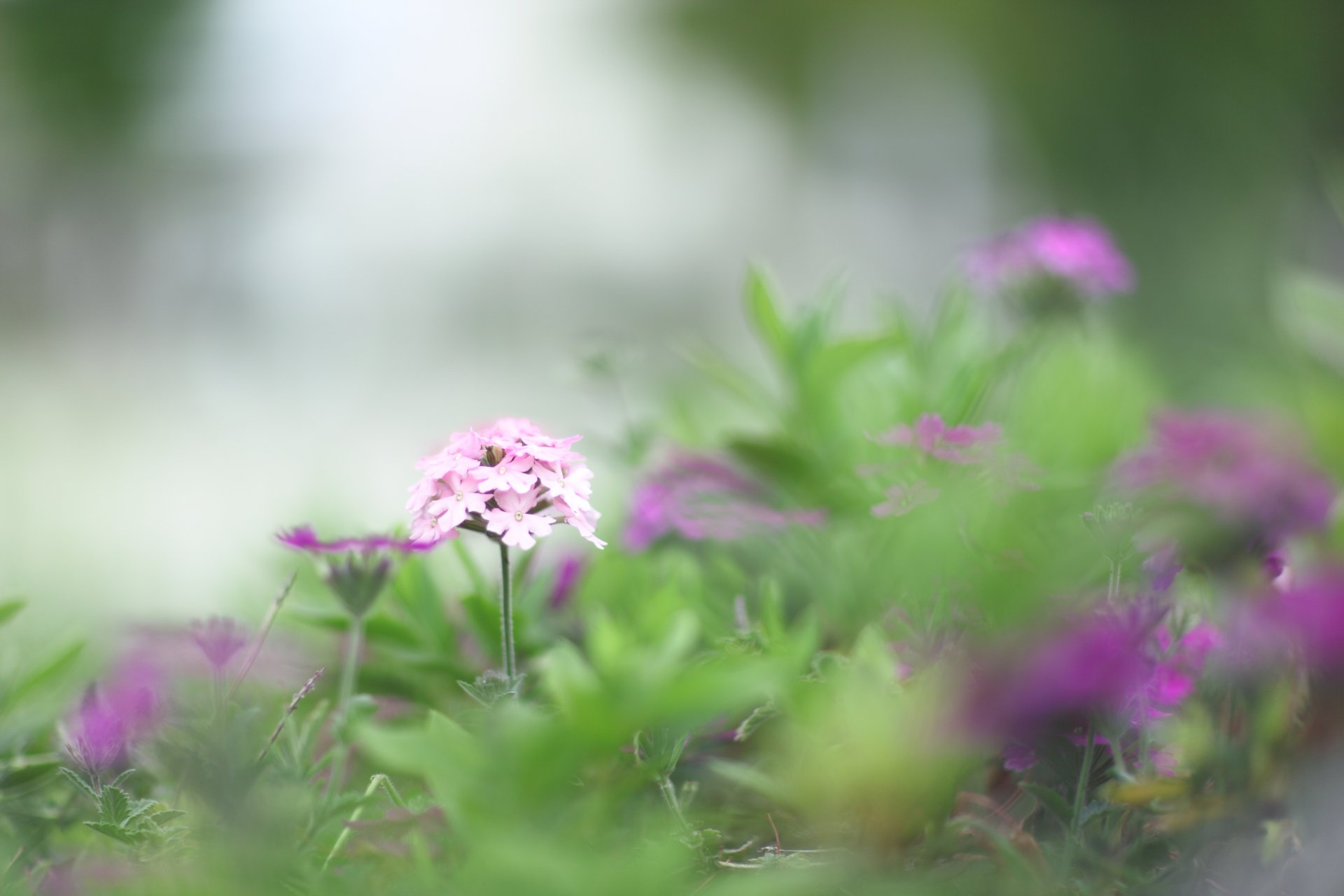 blumen rosa lila gras grün grün unschärfe frühling makro natur