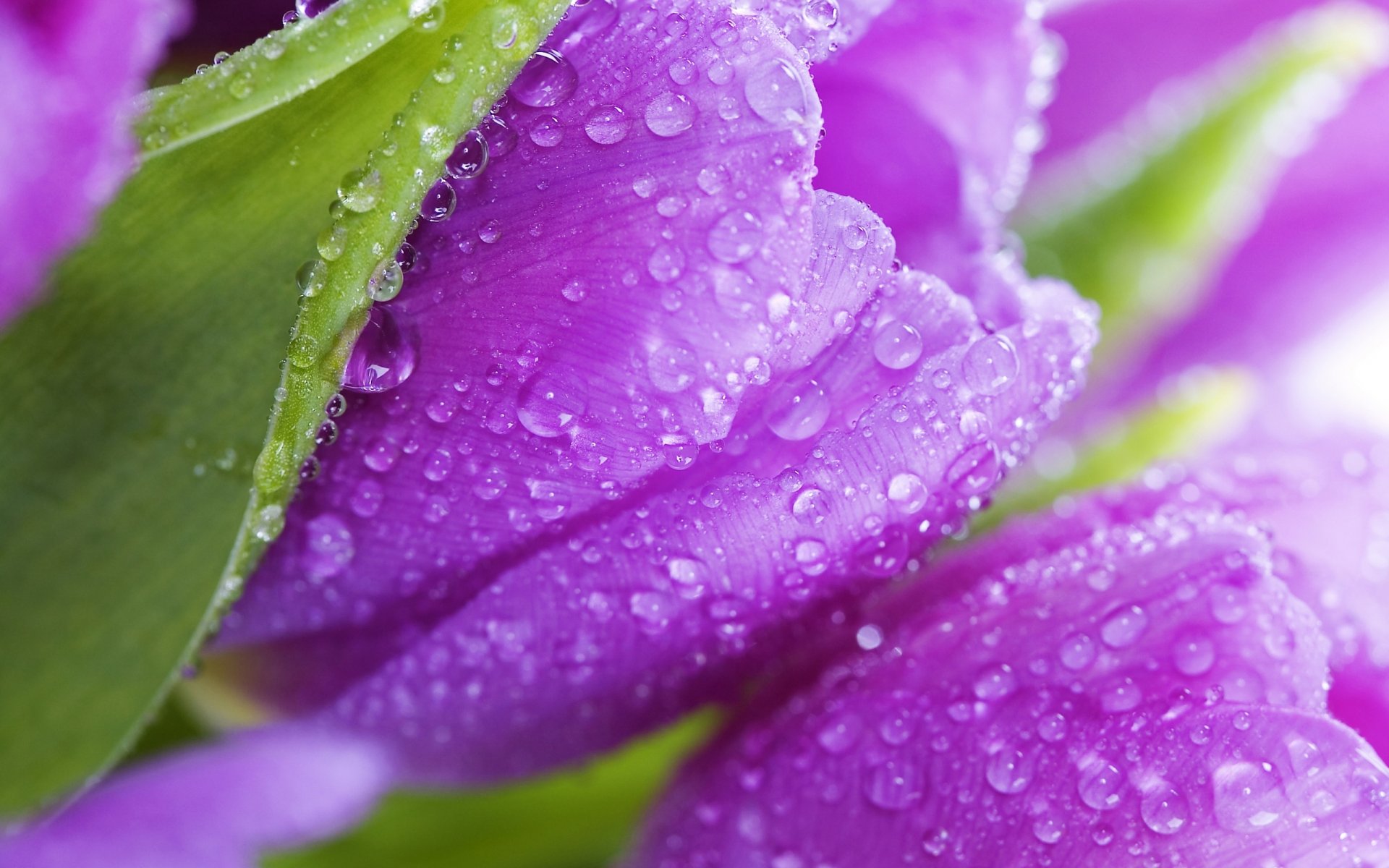 tulipes fleurs violet beauté feuilles pétales rosée