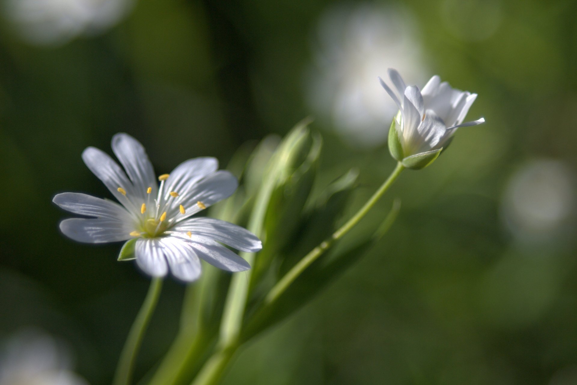 fleurs blanc gros plan bokeh