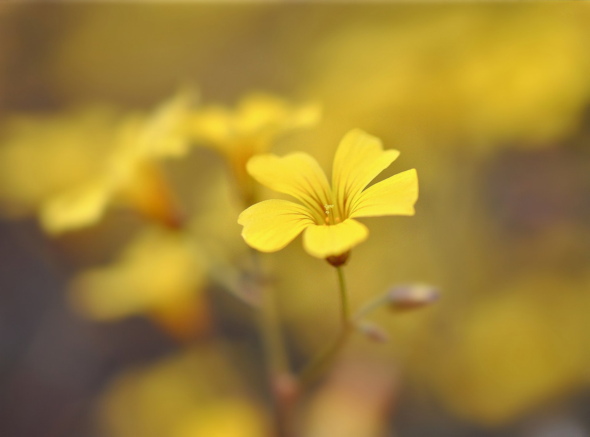 blumen blümchen gelb blütenblätter unschärfe blume hintergrund tapete widescreen vollbild widescreen widescreen