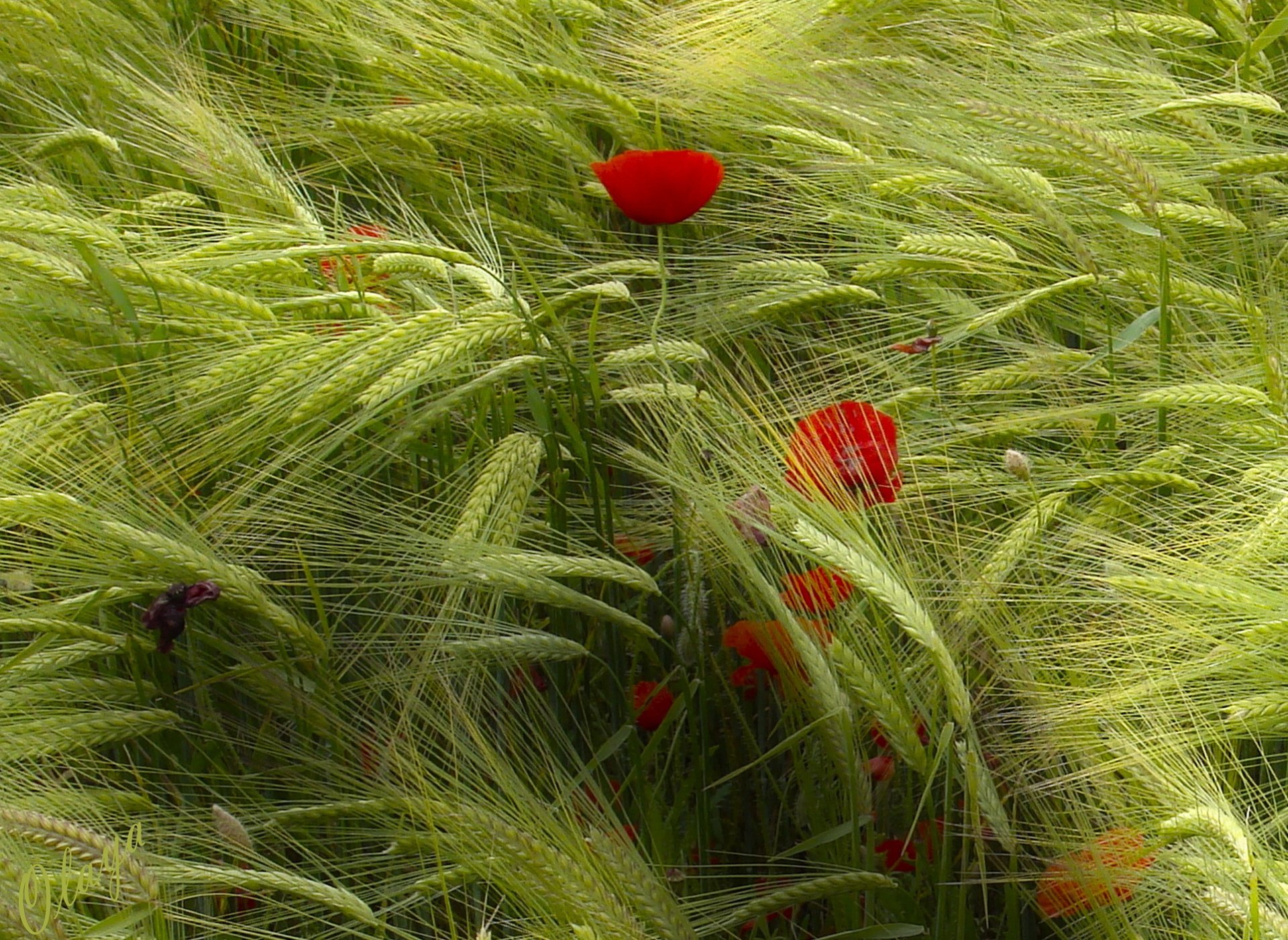 campo espigas viento amapolas rojo